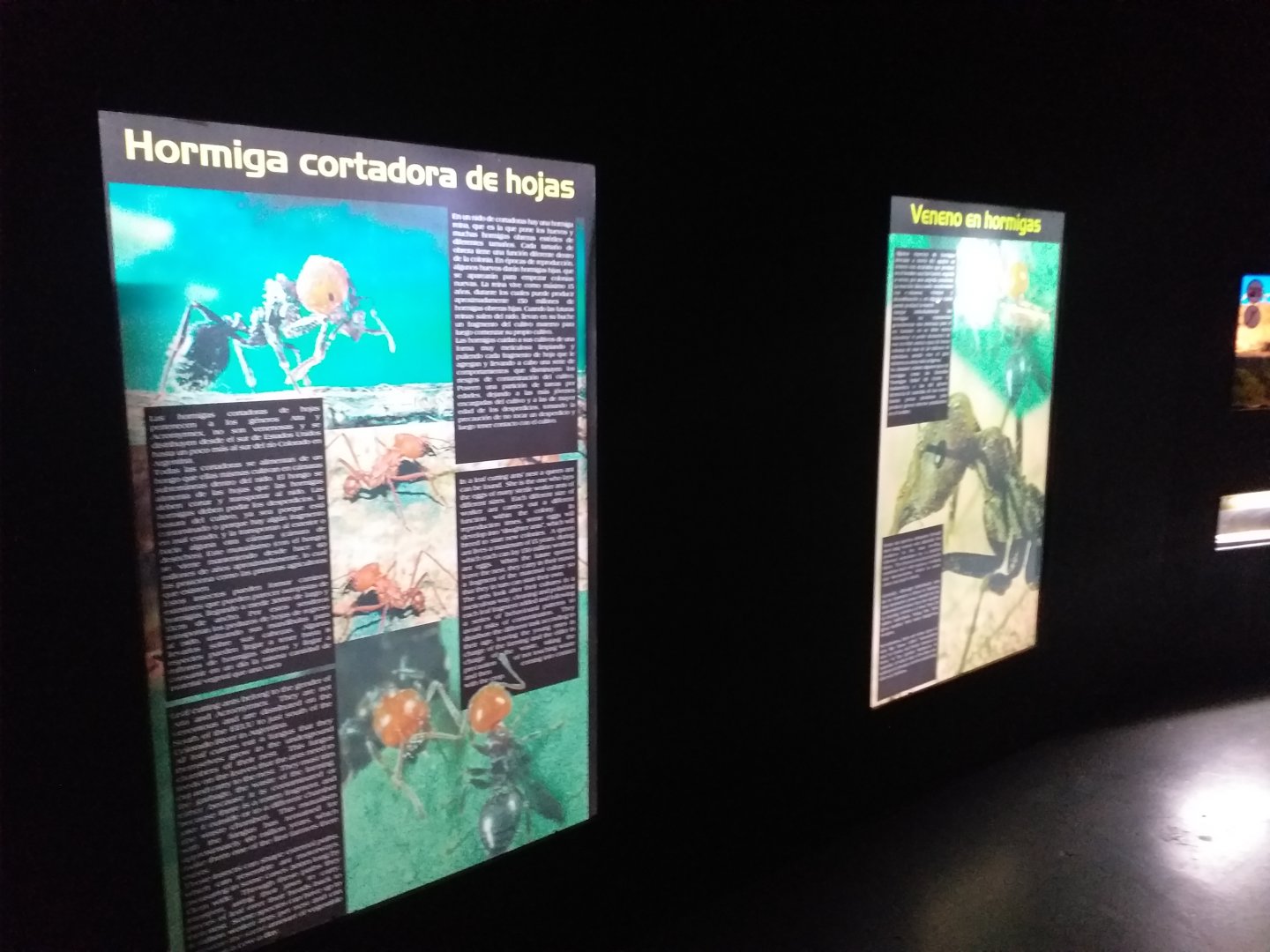 Leafcutter ant signae -TerraNatura Benidorm (2021)