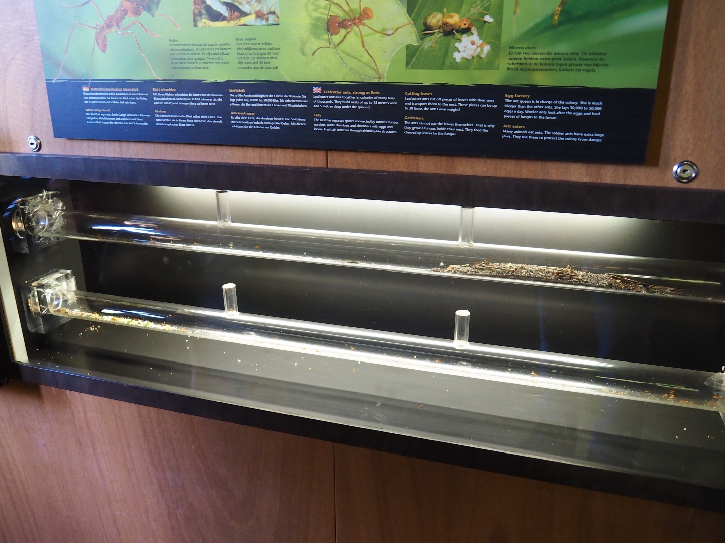 Leafcutter ant tubes (Oct 13th, 2018)