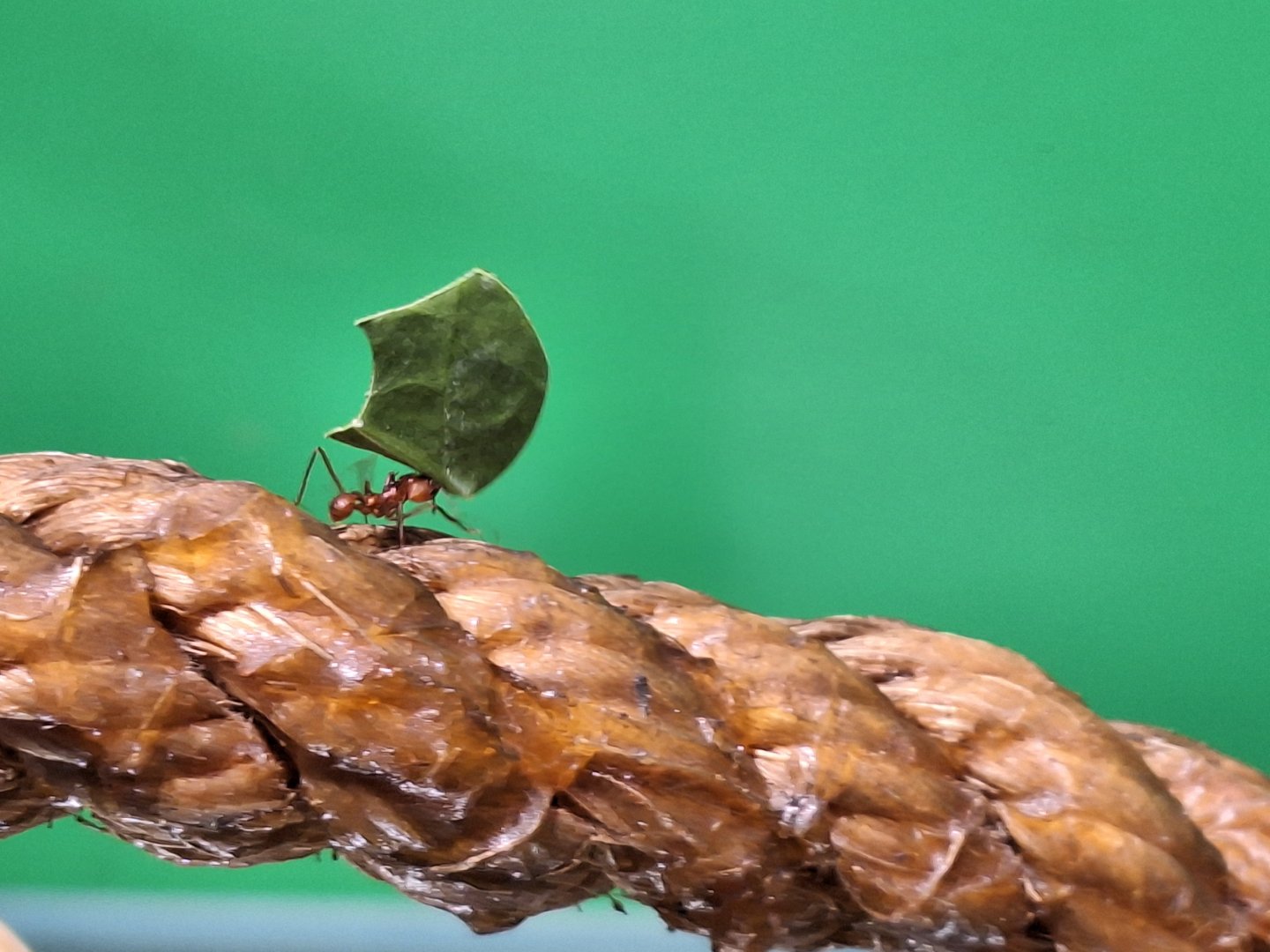 Leafcutter Ant