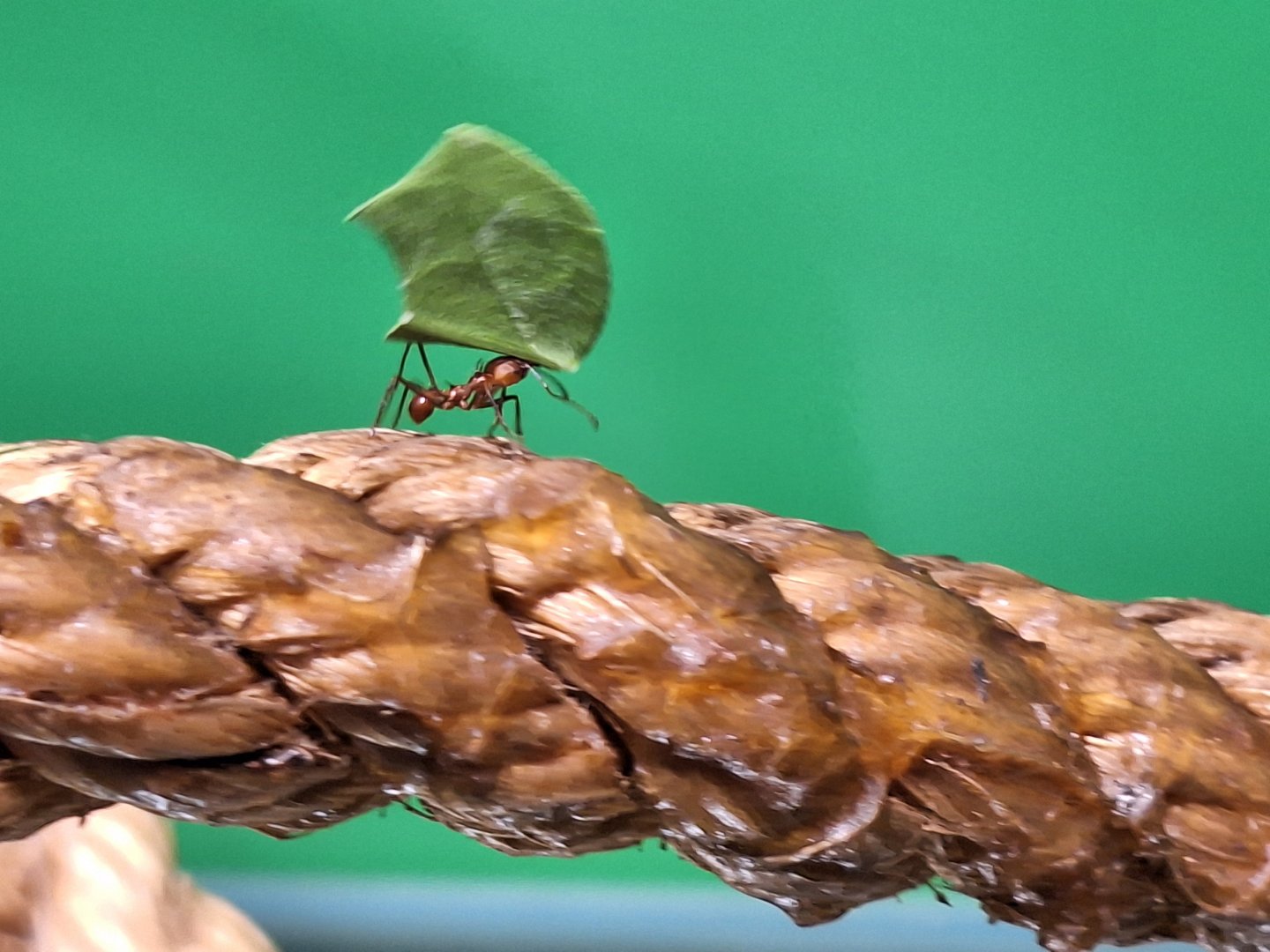 Leafcutter Ant