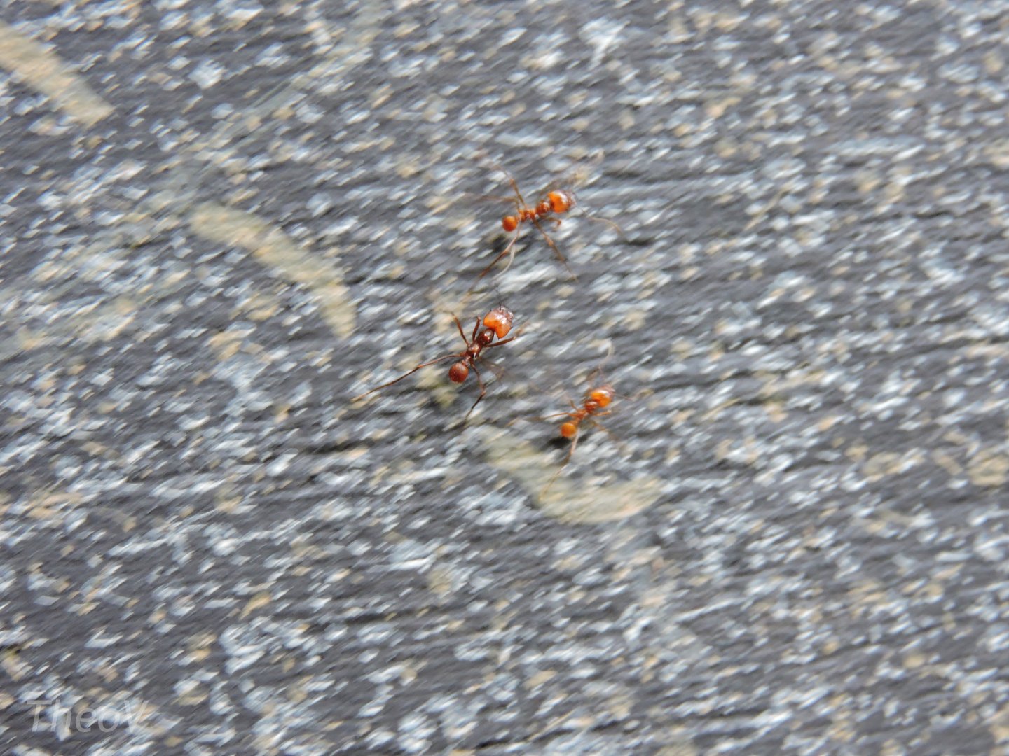 Leafcutter ants [2015]