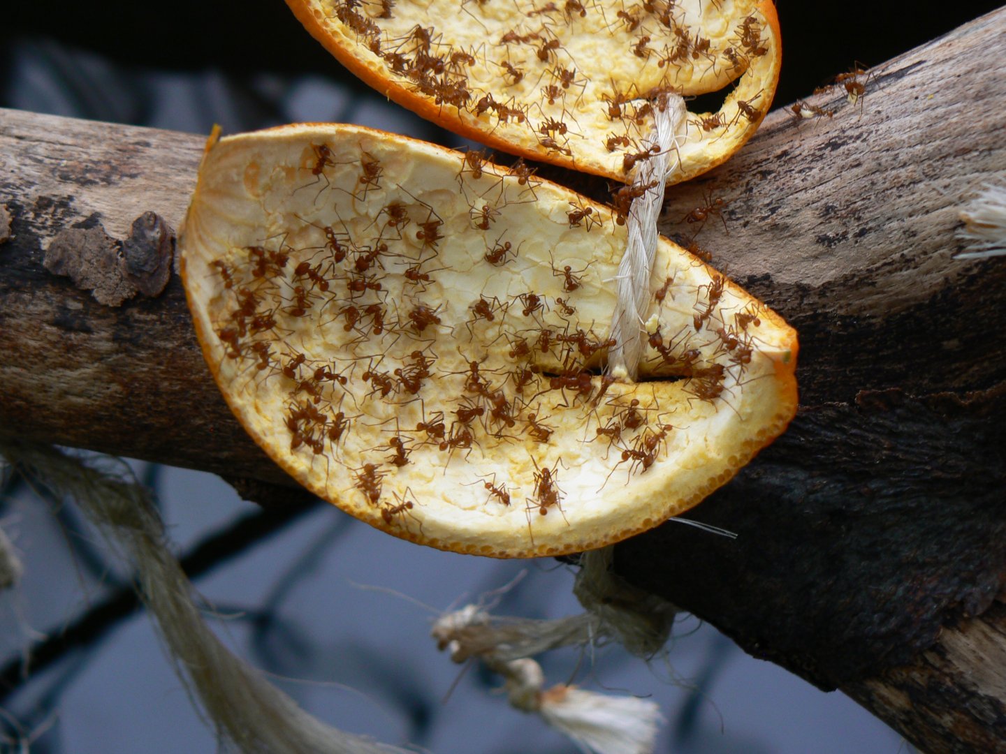 Leafcutter Ants - 28 March 2018