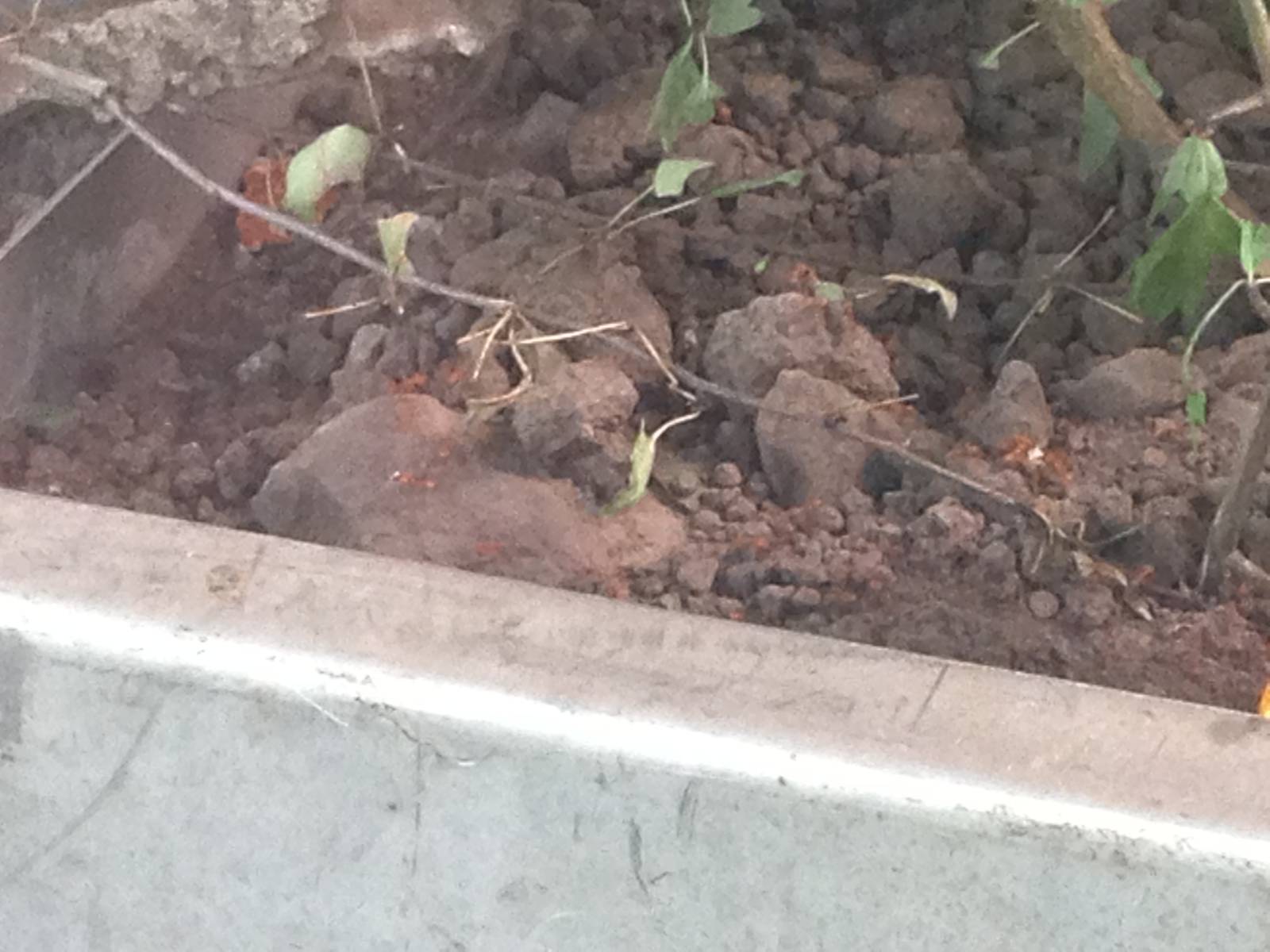 Leafcutter Ants at Ponderosa Rural Thereapeutic Centre