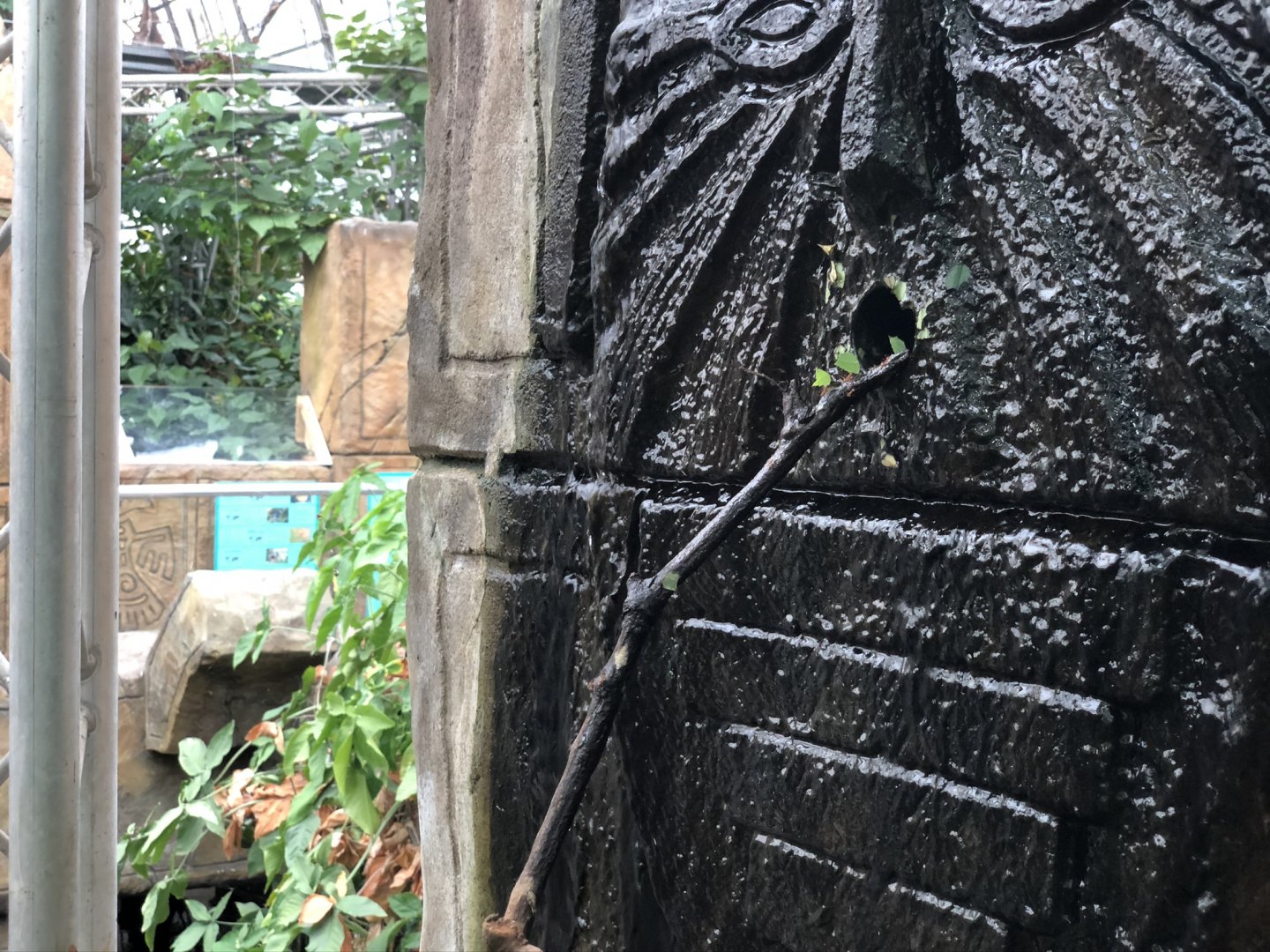 Leafcutter Ants at Tropical World (July 2020)