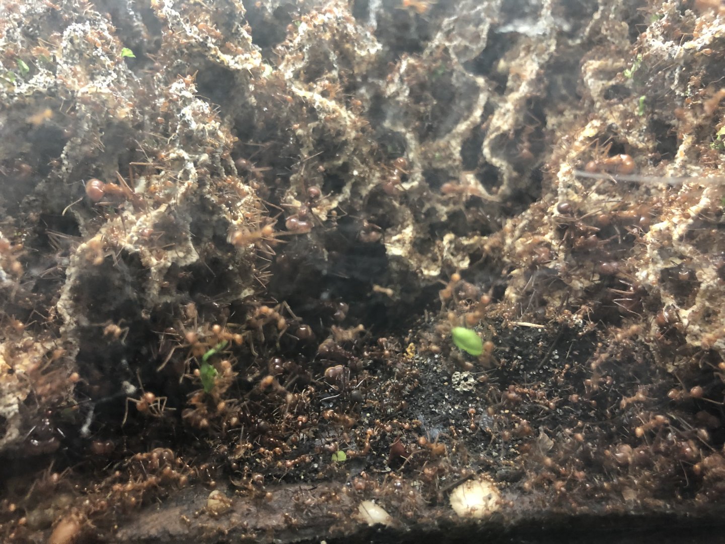 Leafcutter ants (Atta cephalotes)