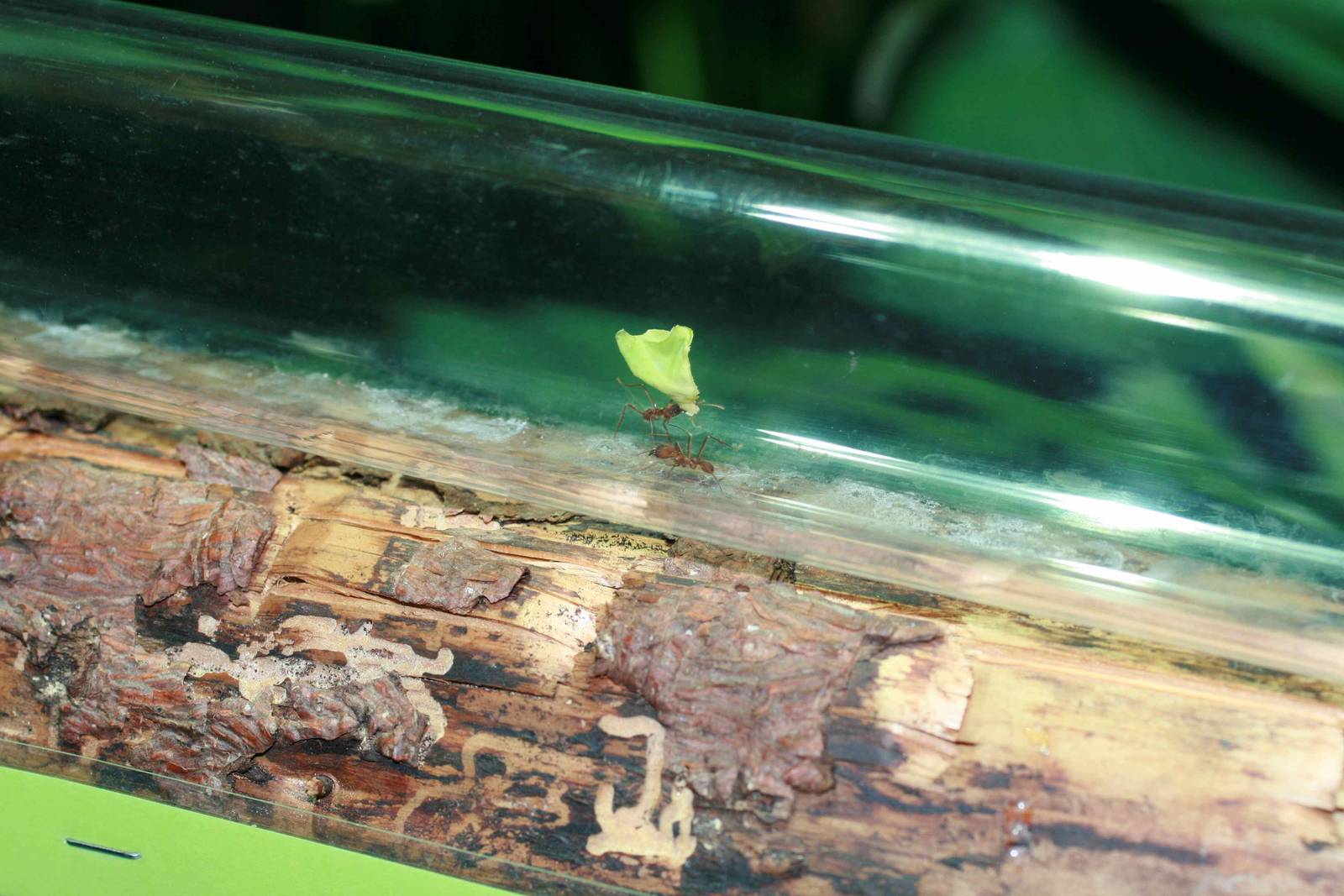 Leafcutter ants Atta sp.