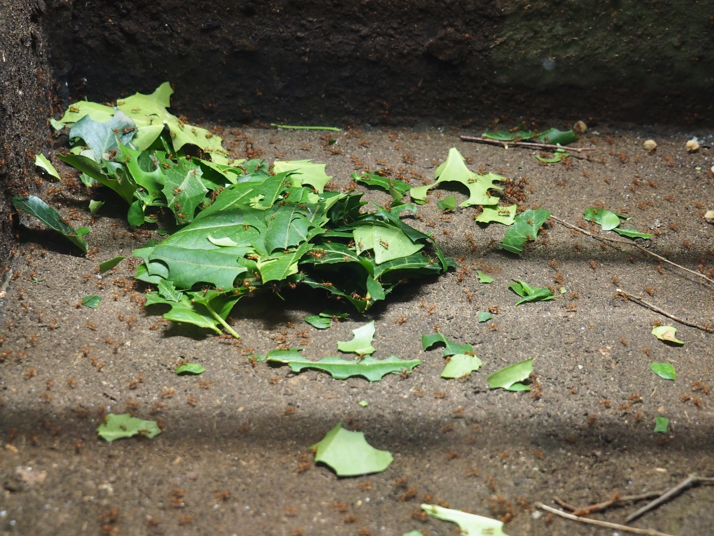 Leafcutter ants (Atta species?), Oct 13th, 2018
