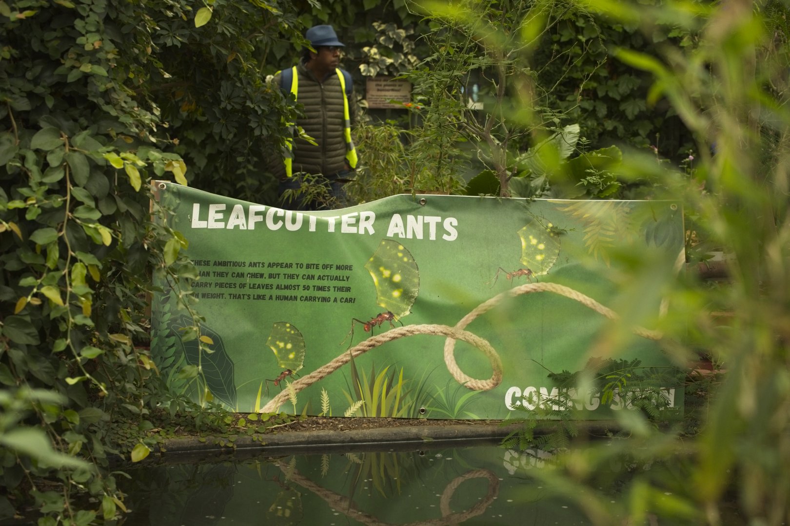 Leafcutter Ants coming soon