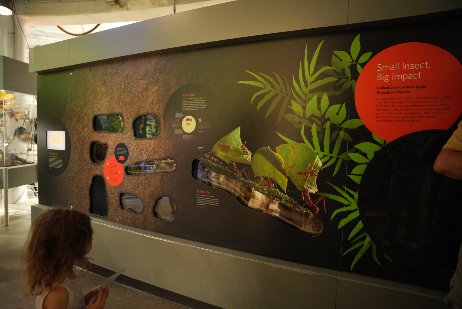 Leafcutter Ants exhibit (Osher Rainforest Dome)