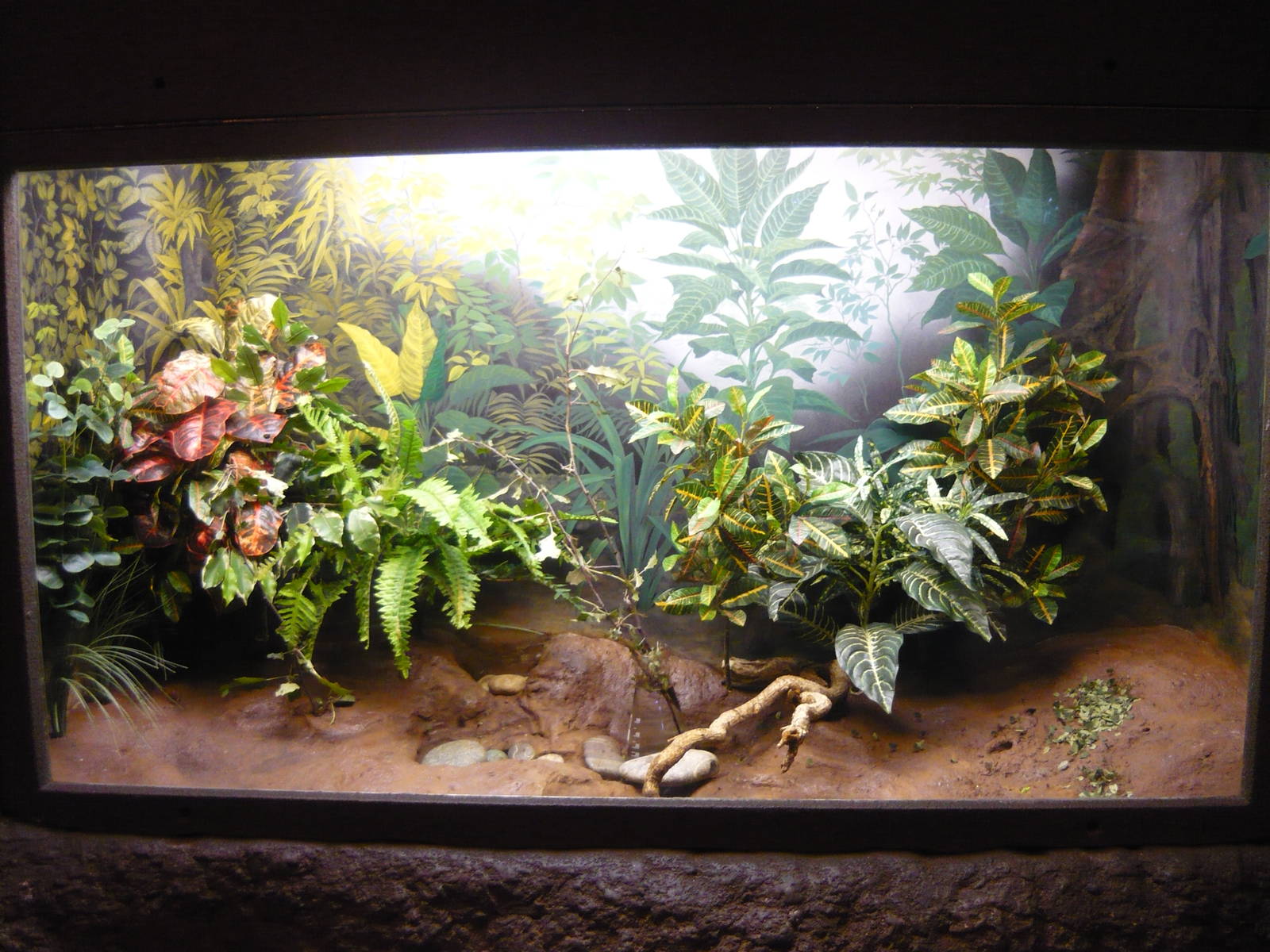 Leafcutter ants exhibit