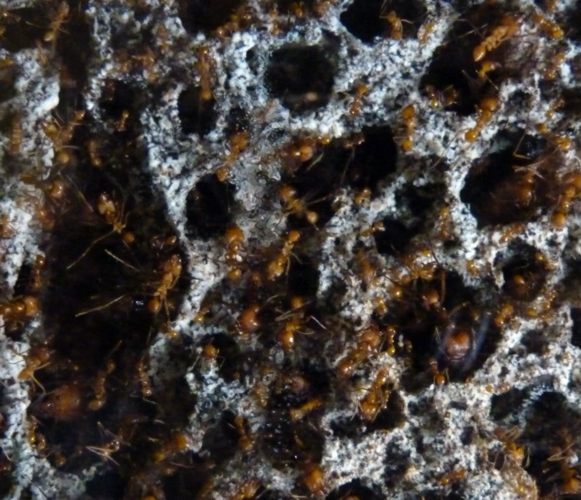 Leafcutter ants fungal camera at Artis Micropia - IDS needed!