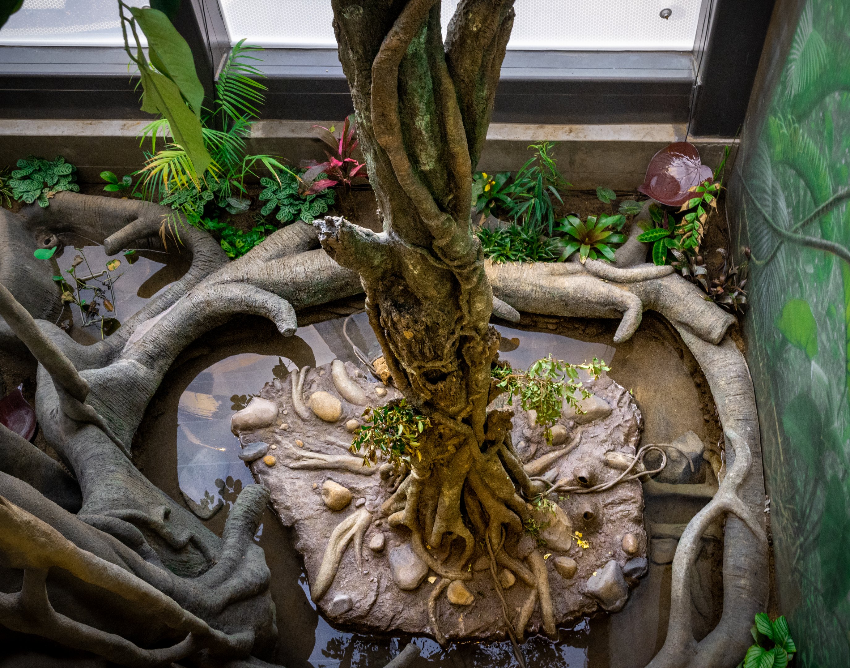 Leafcutter Ants Habitat