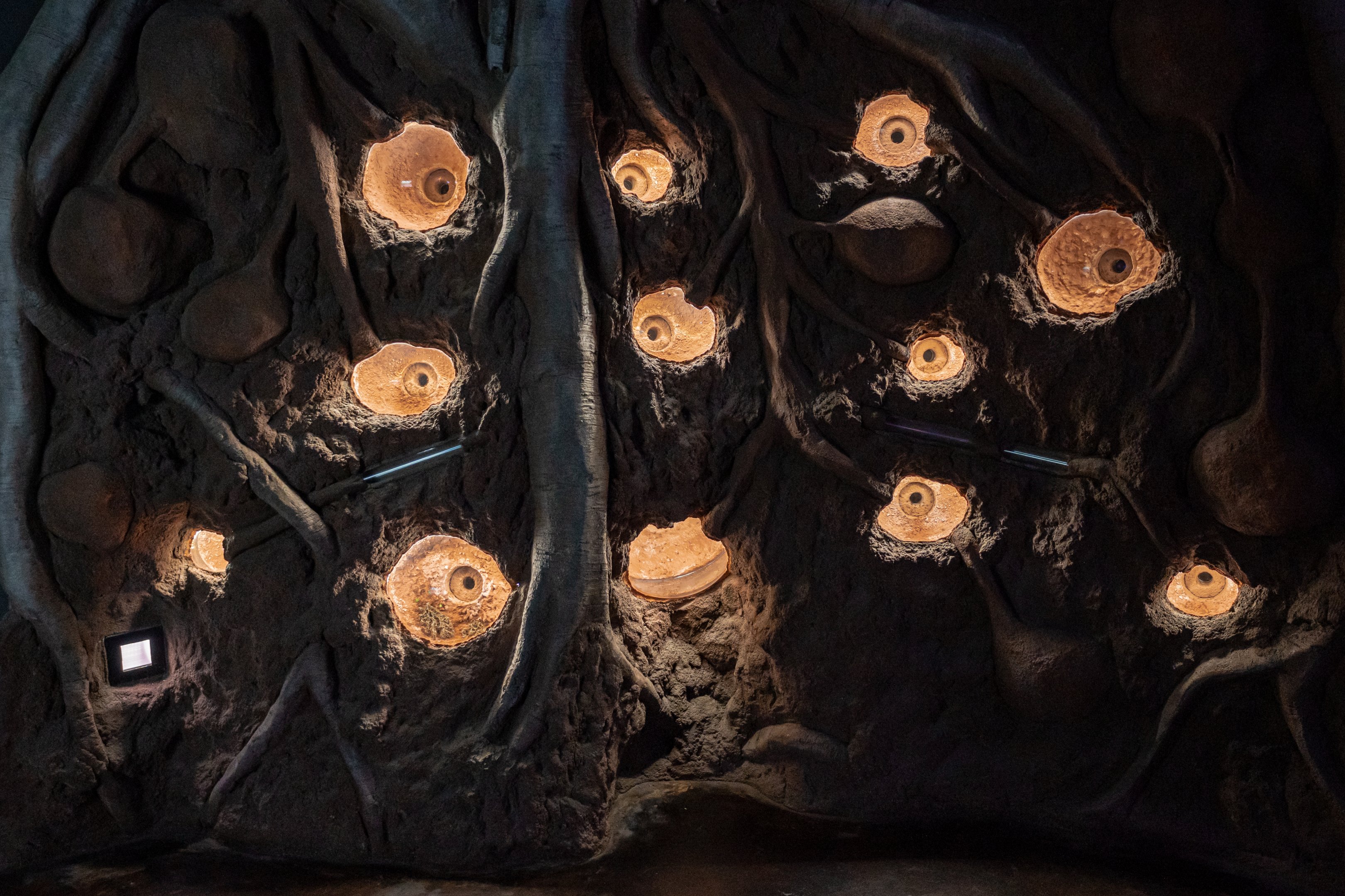 Leafcutter Ants Habitat