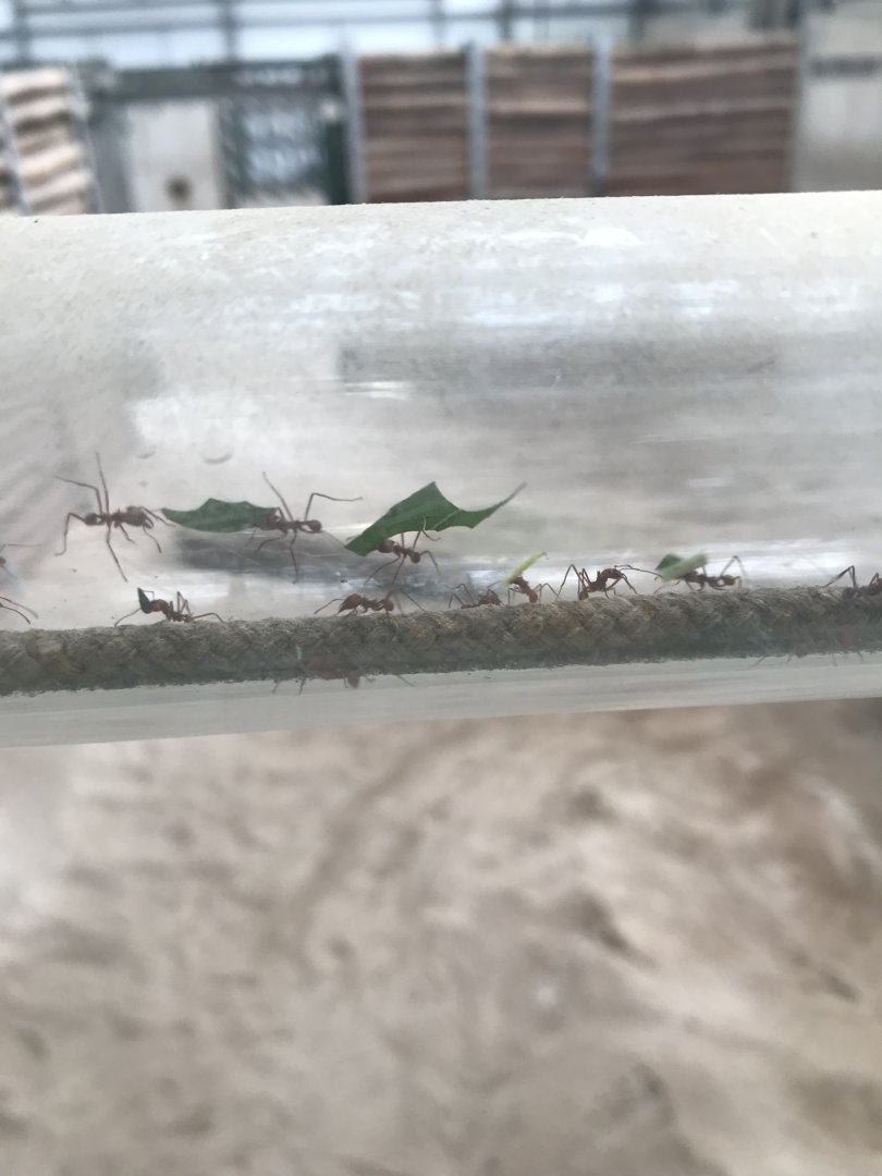 Leafcutter ants in African elephant indoors