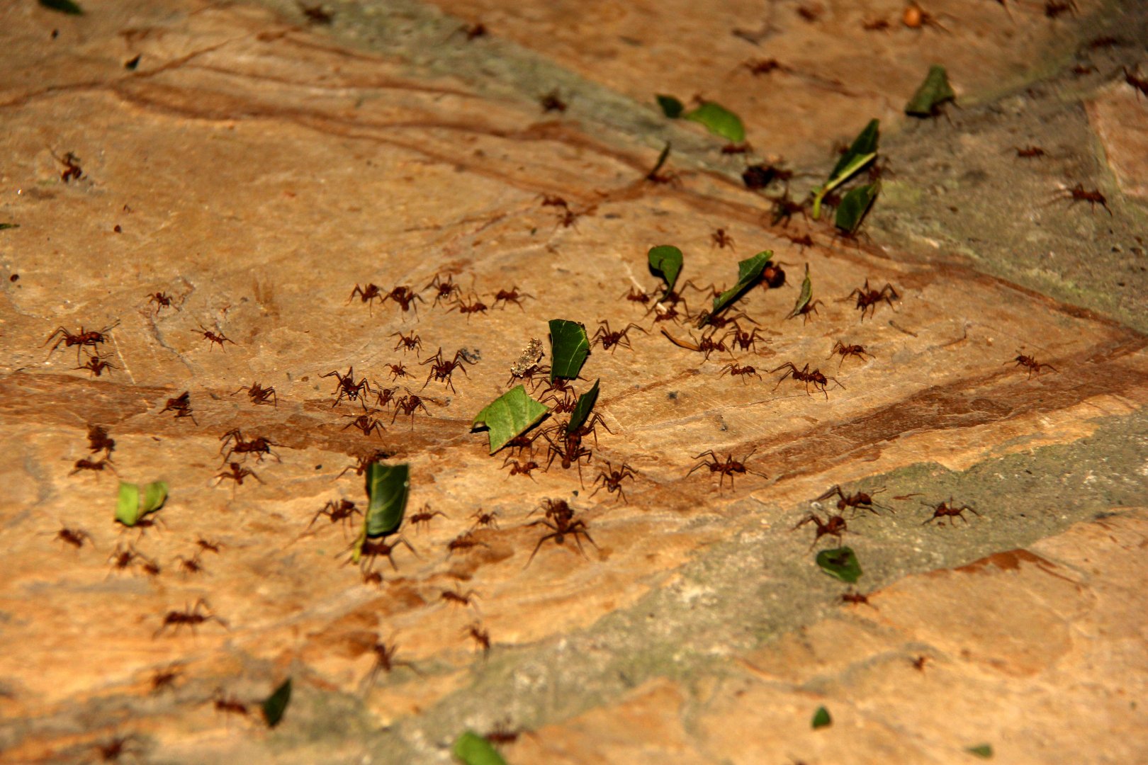 Leafcutter ants