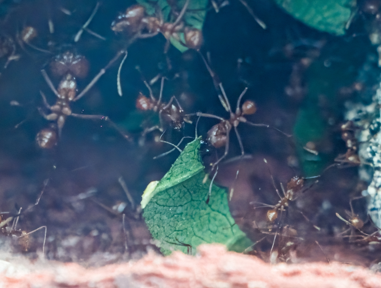 Leafcutter Ants