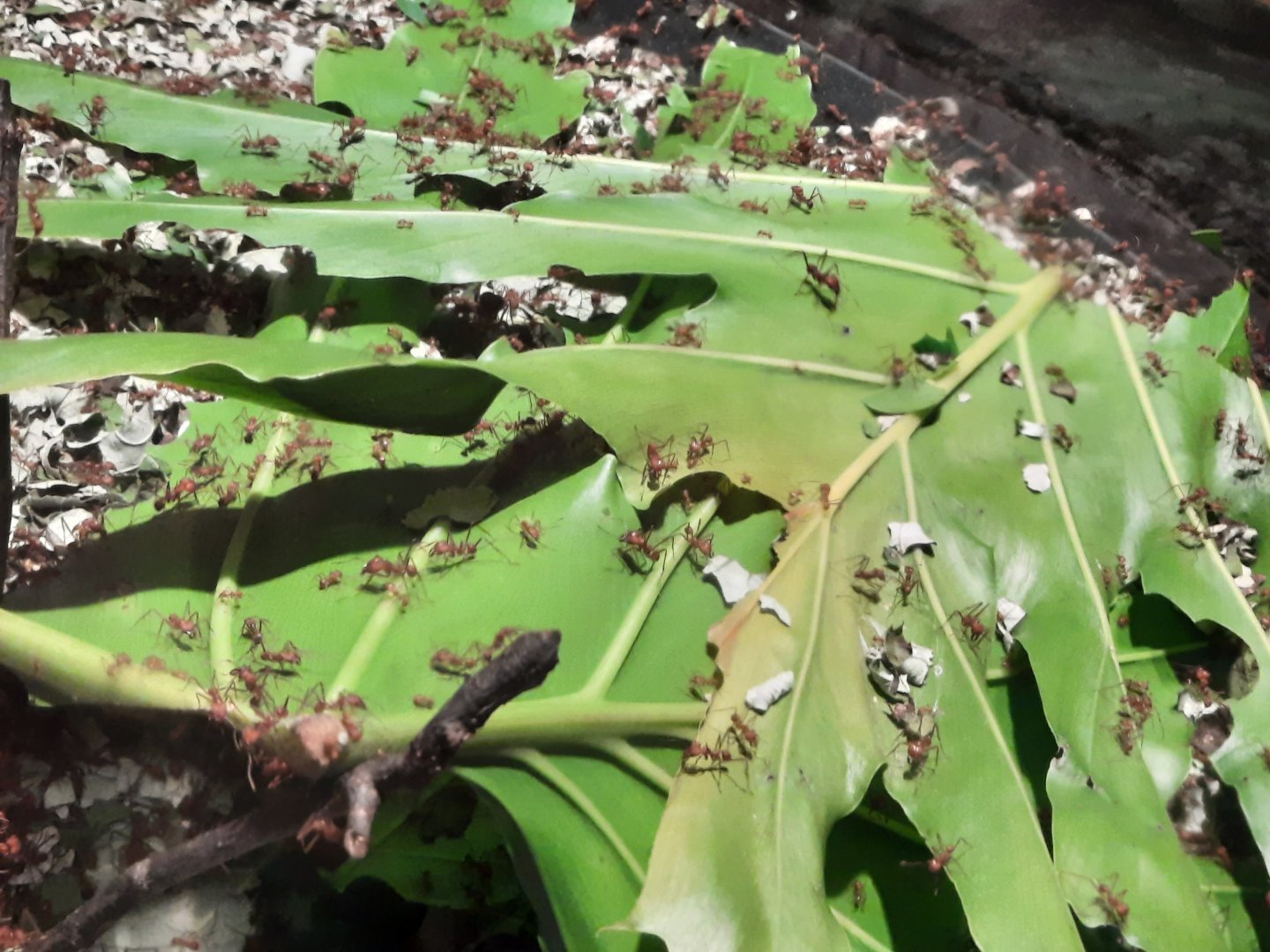 Leafcutter Ants