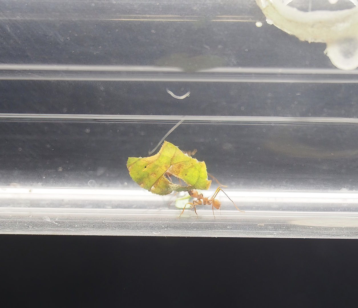 Leafcutter worker ant (Atta species), 2022-08-20