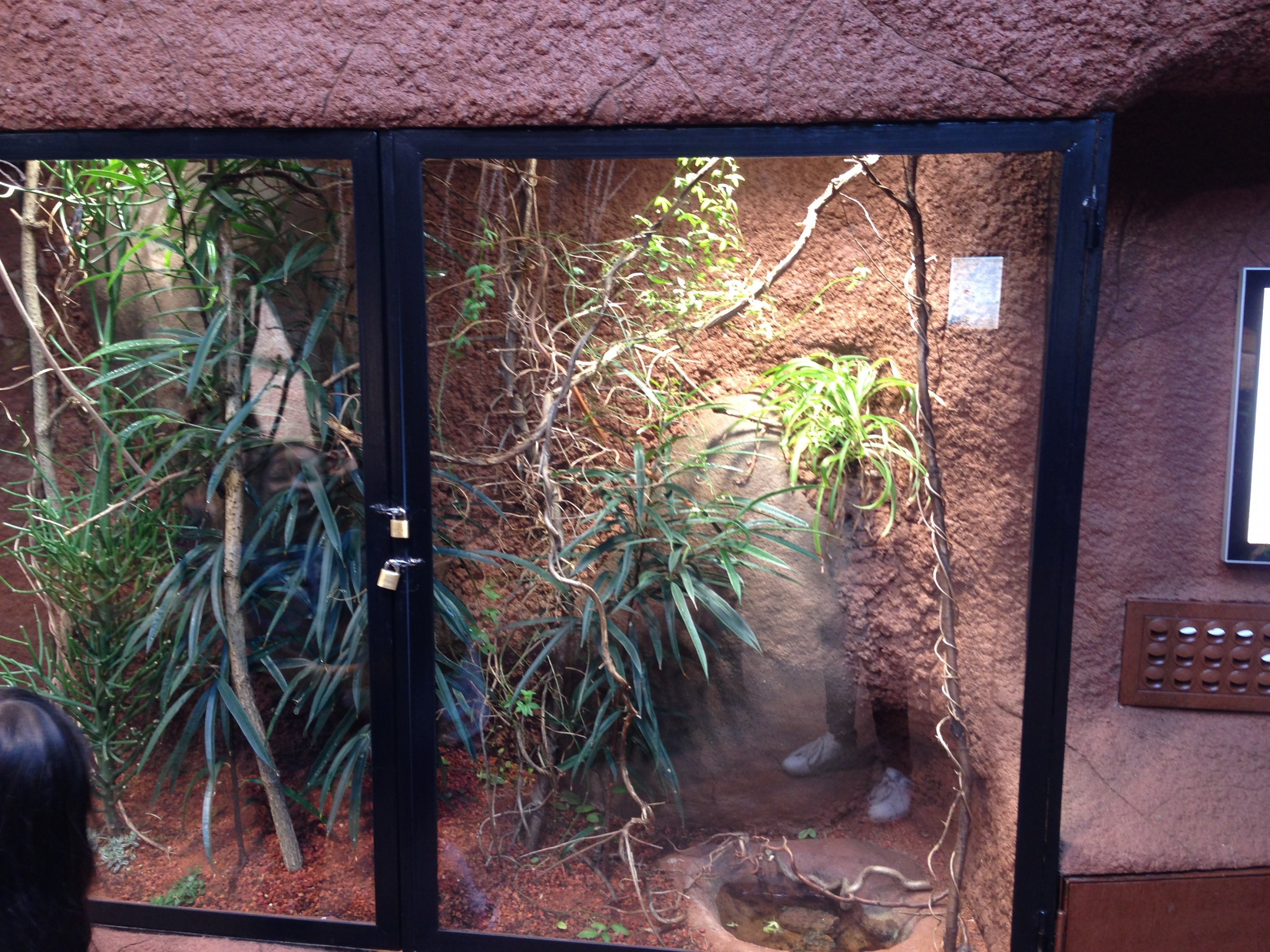 Leafed nosed snakes 2016