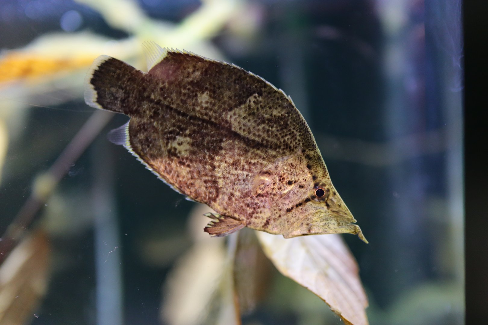 Leaffish (Monocirrhus polyacanthus)