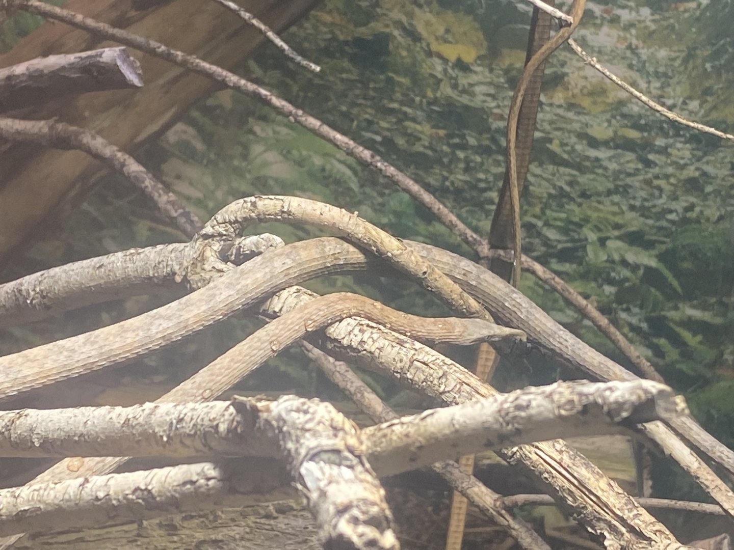 Leafnose snake 040324