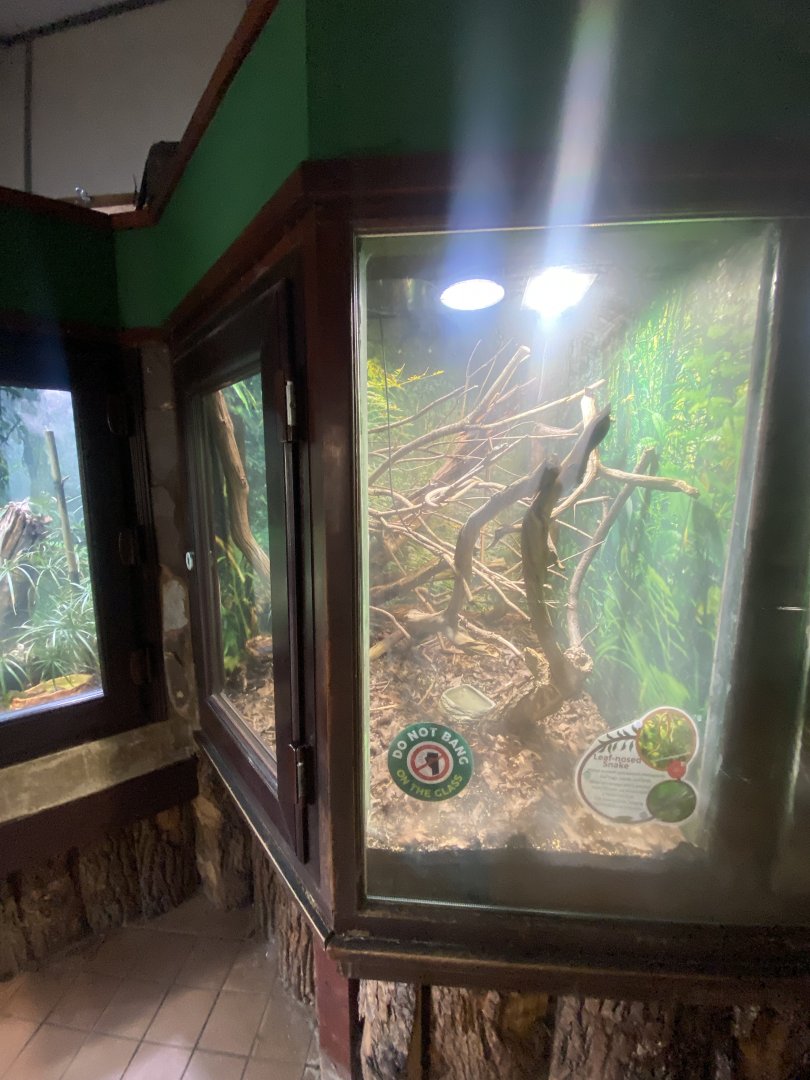 Leafnose snake exhibit 040324