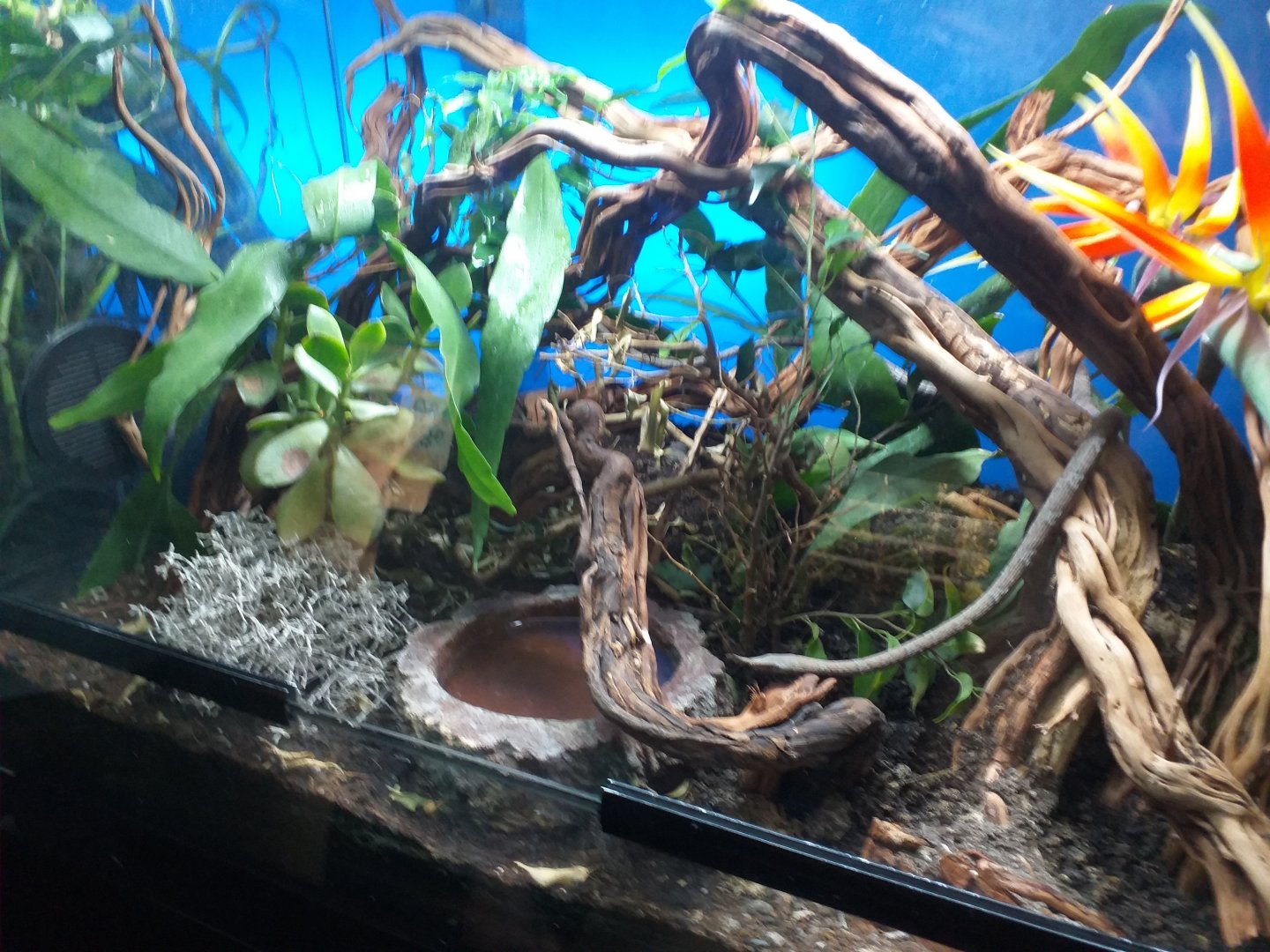 Leafnose snake exhibit -TerraNatura Benidorm (2021)