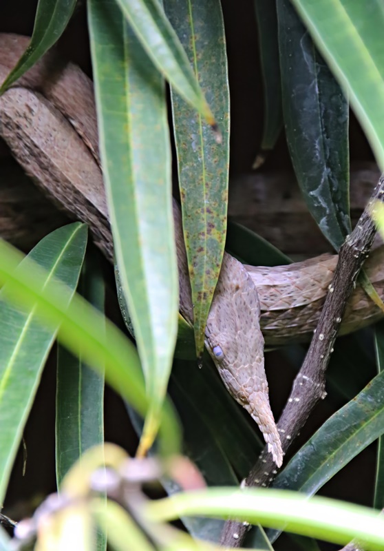 Leafnose snake (Langaha madagascariensis)