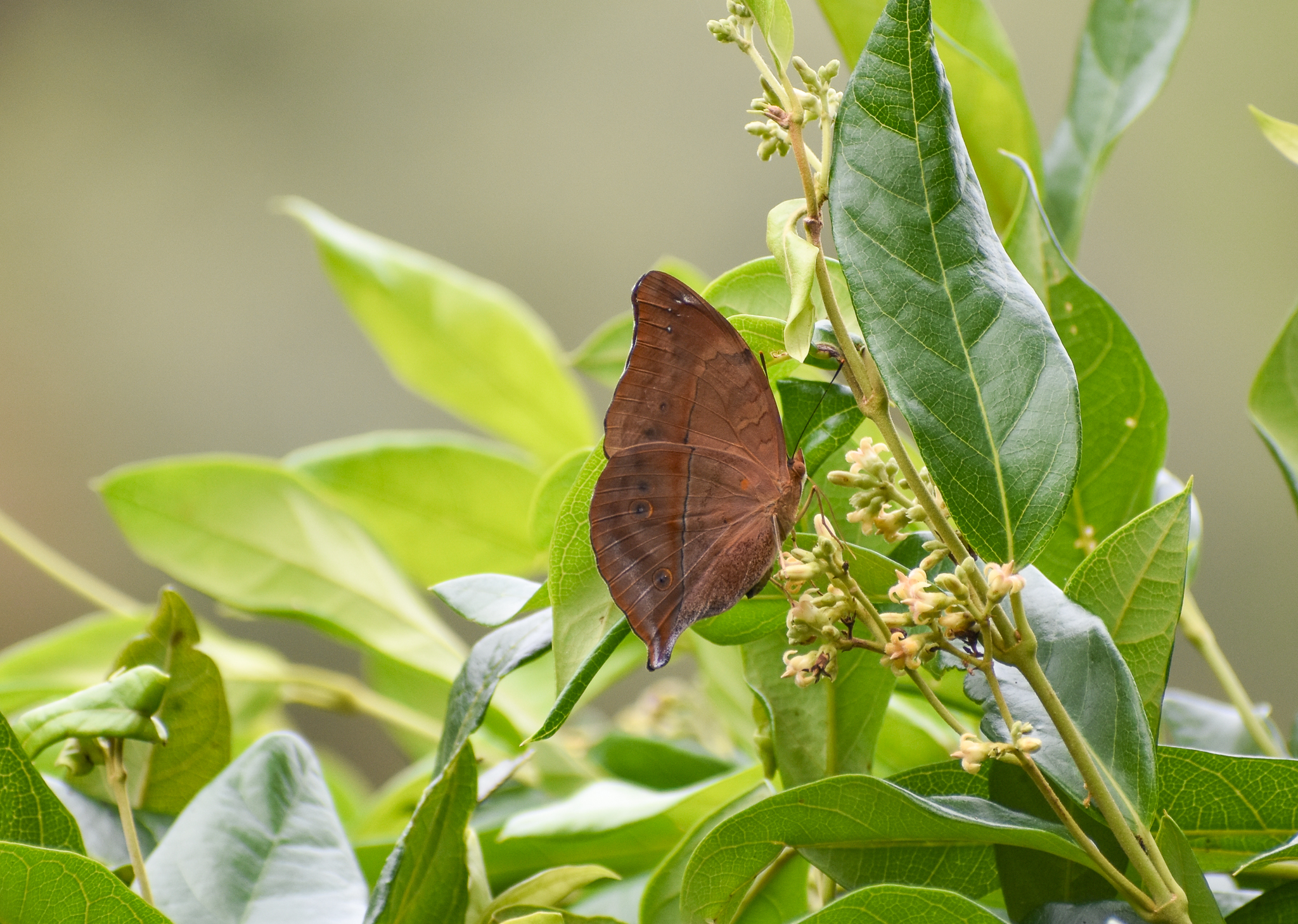 Leafwing