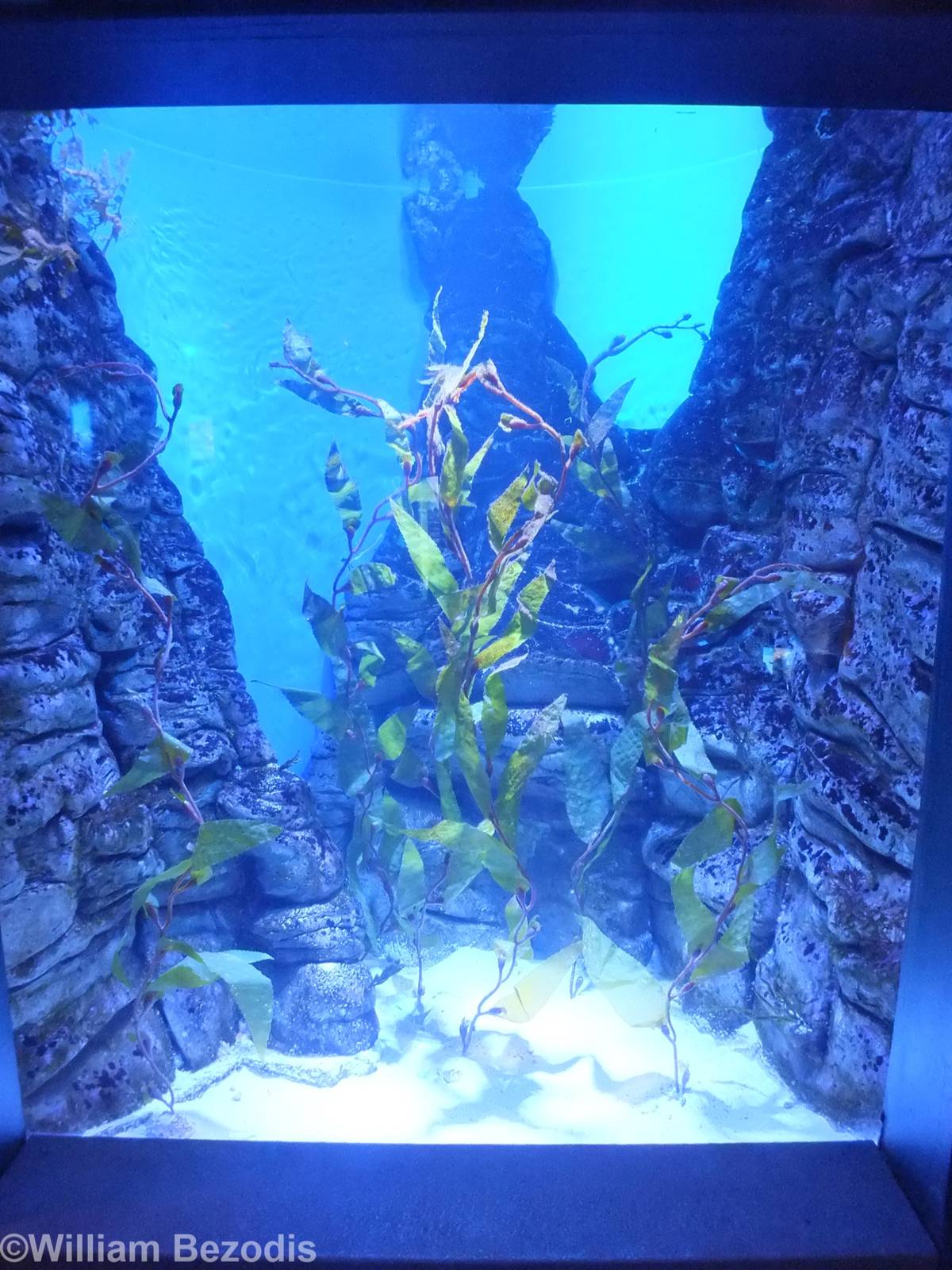 Leafy and Weedy Seadragon Tank