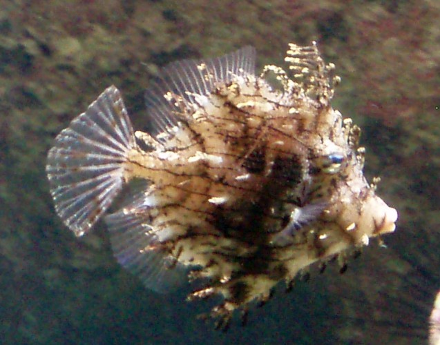Leafy Filefish (Chaetodermis penicilligerus)