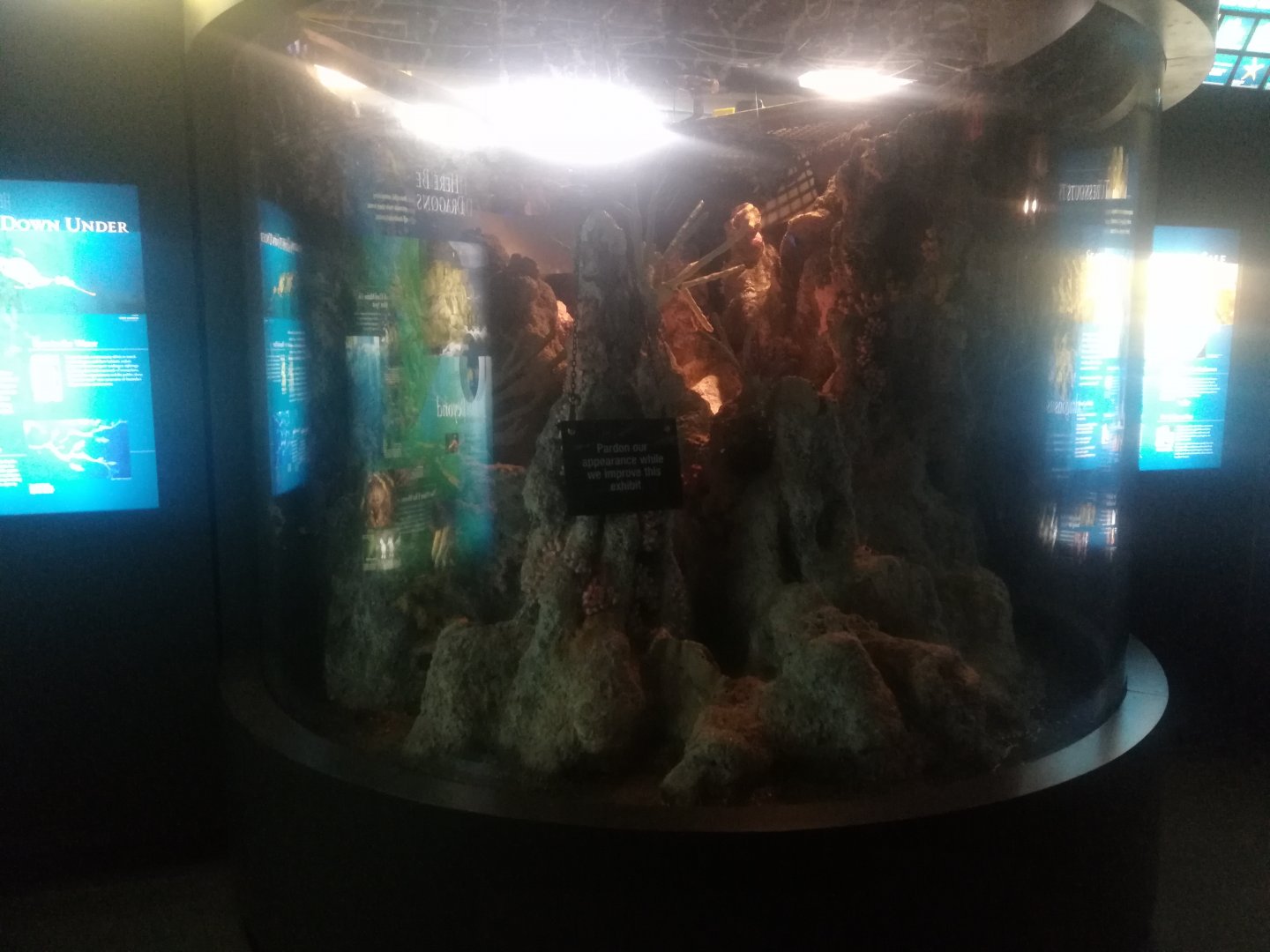 Leafy Sea Dragon Exhibit, Down for Maintenance