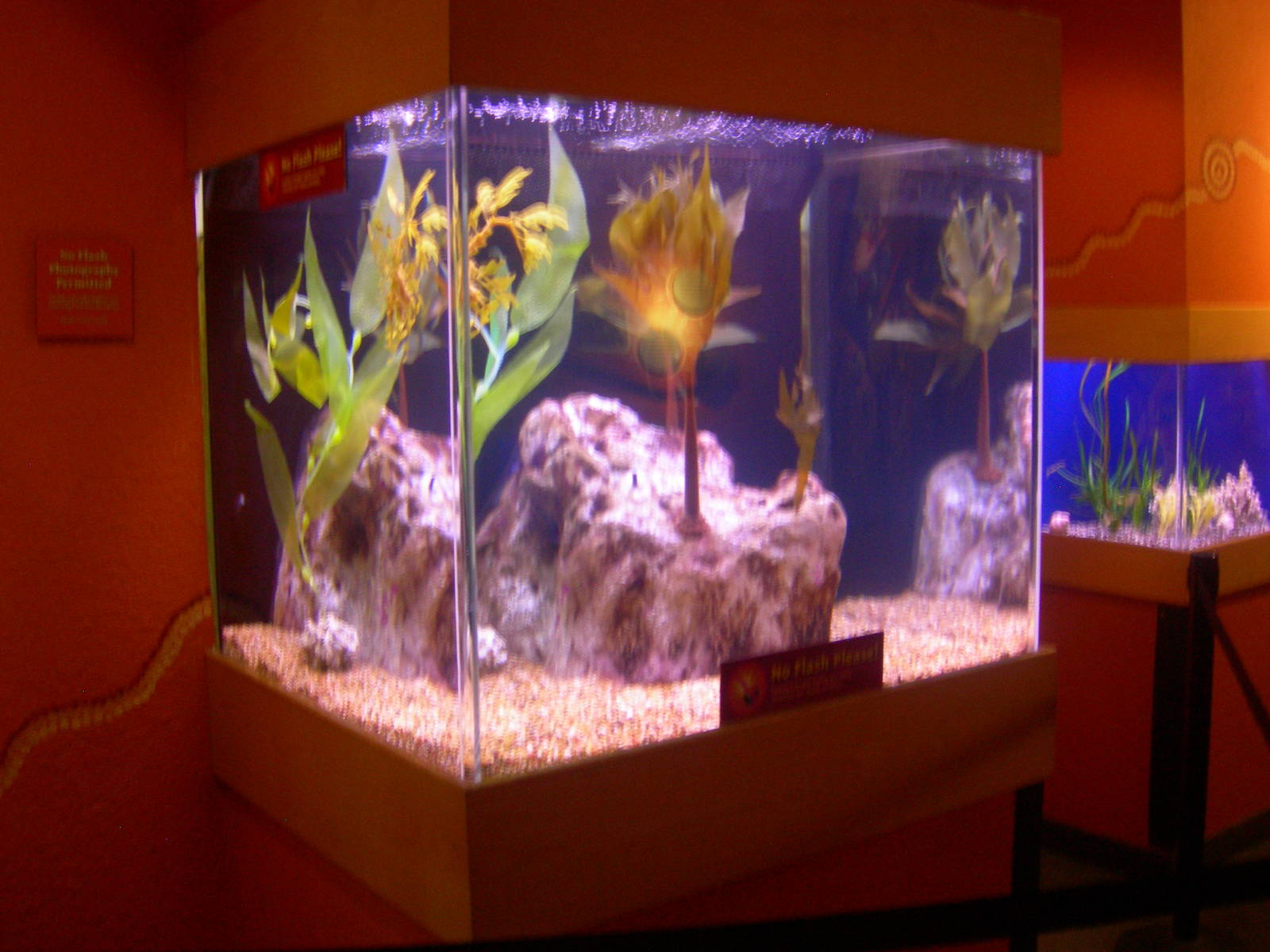 Leafy Sea Dragon Exhibit