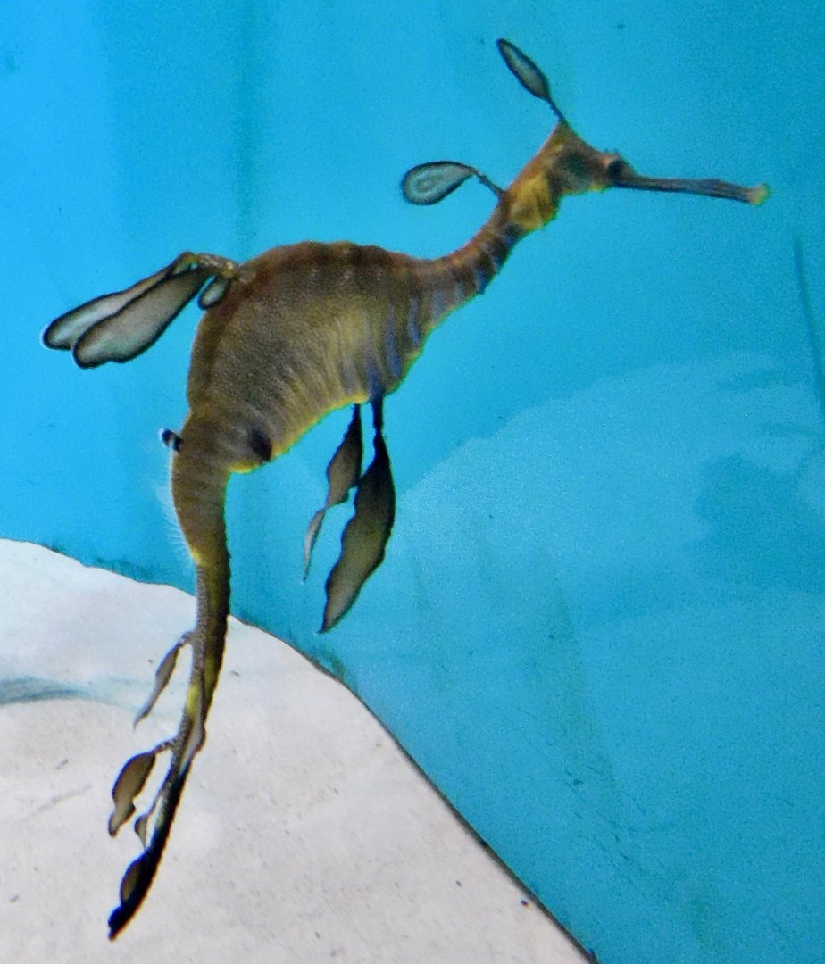 Leafy Sea Dragon (Phycodurus eques) November 8, 2025