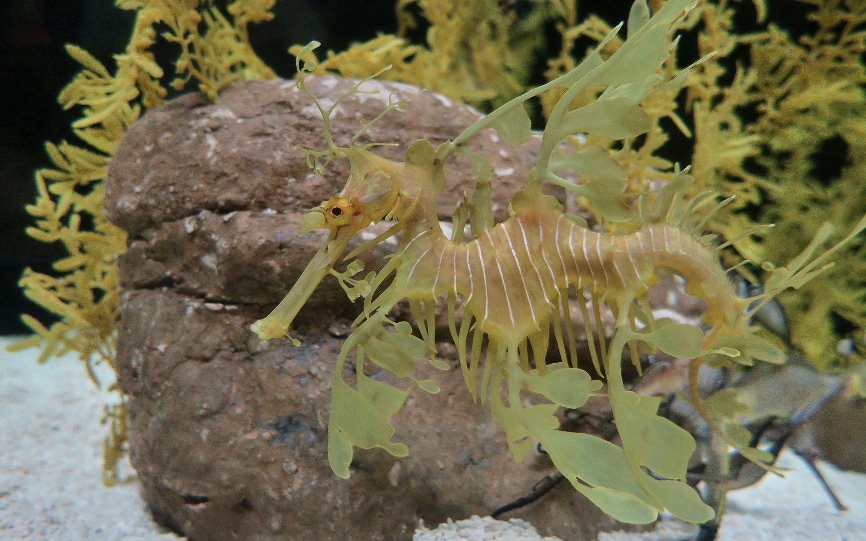 Leafy Sea Dragon (Phycodurus eques)