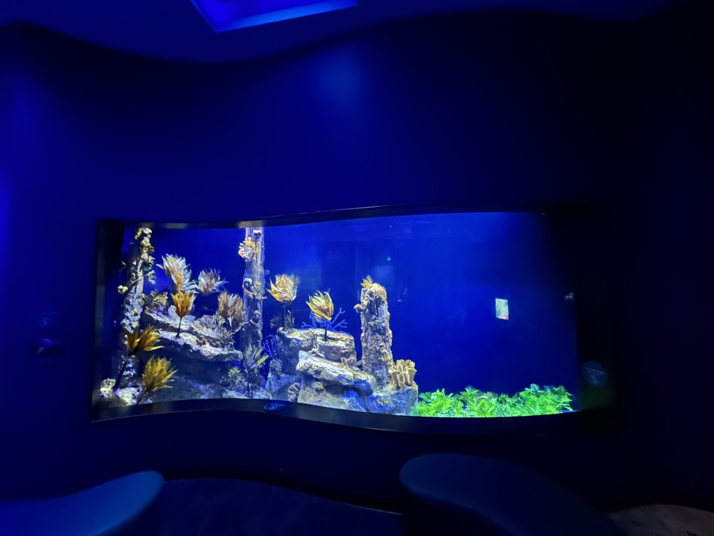 Leafy Sea Dragon & Weedy Sea Dragon Tank