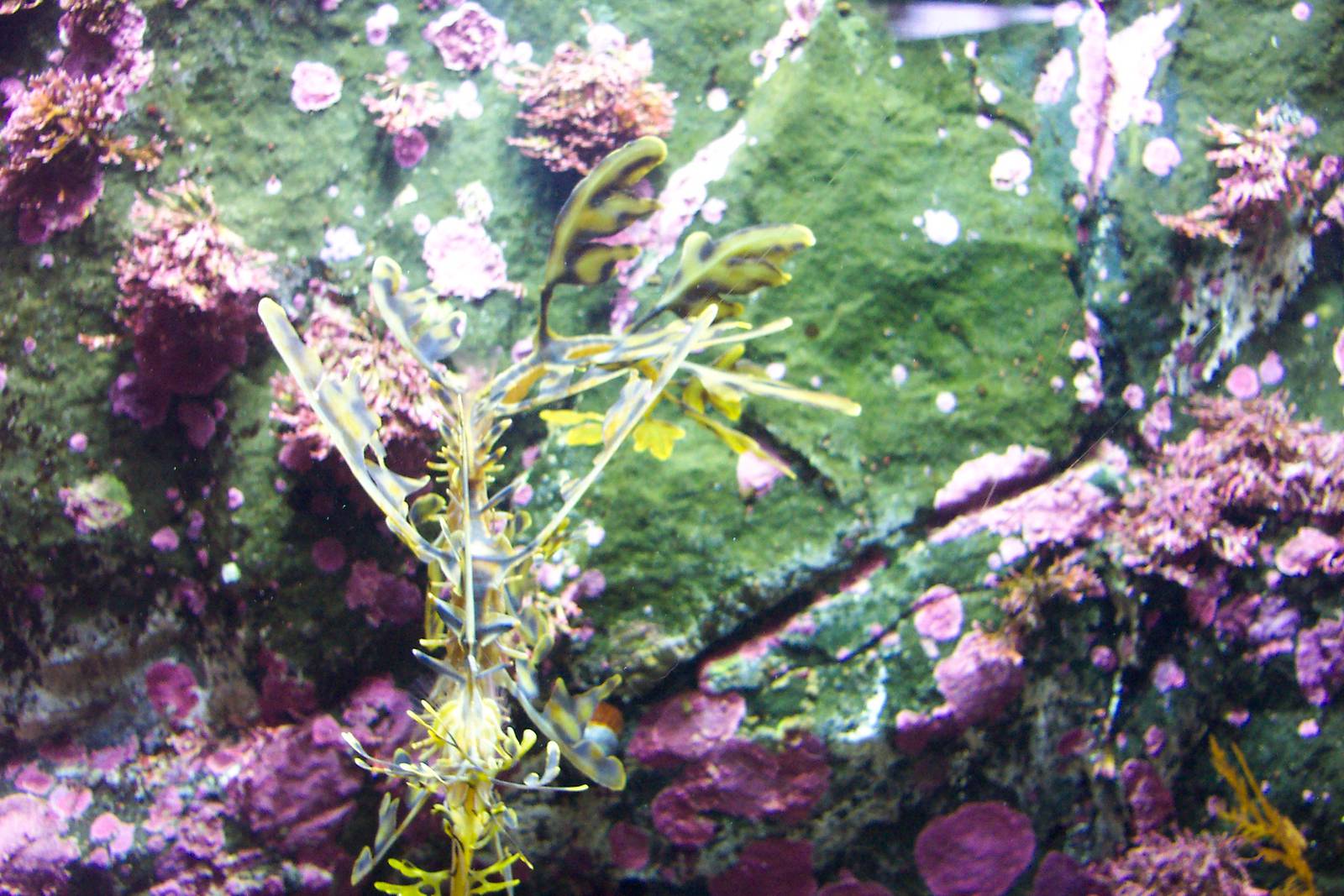 Leafy sea dragon