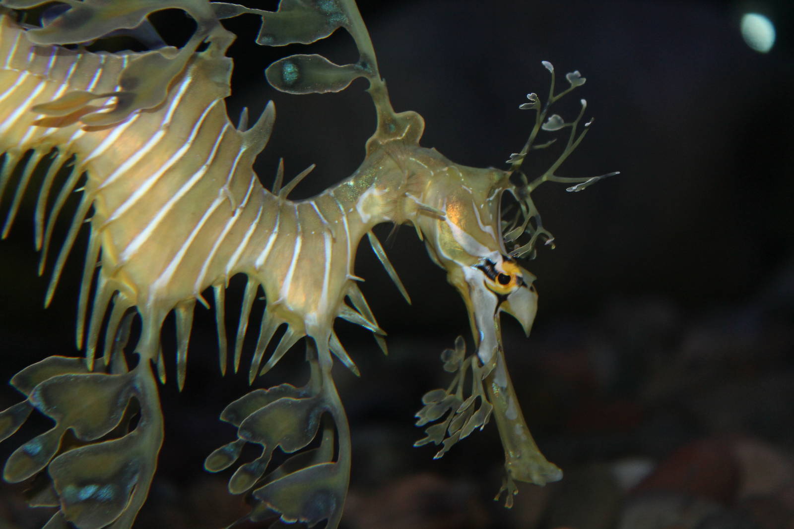 Leafy Sea Dragon