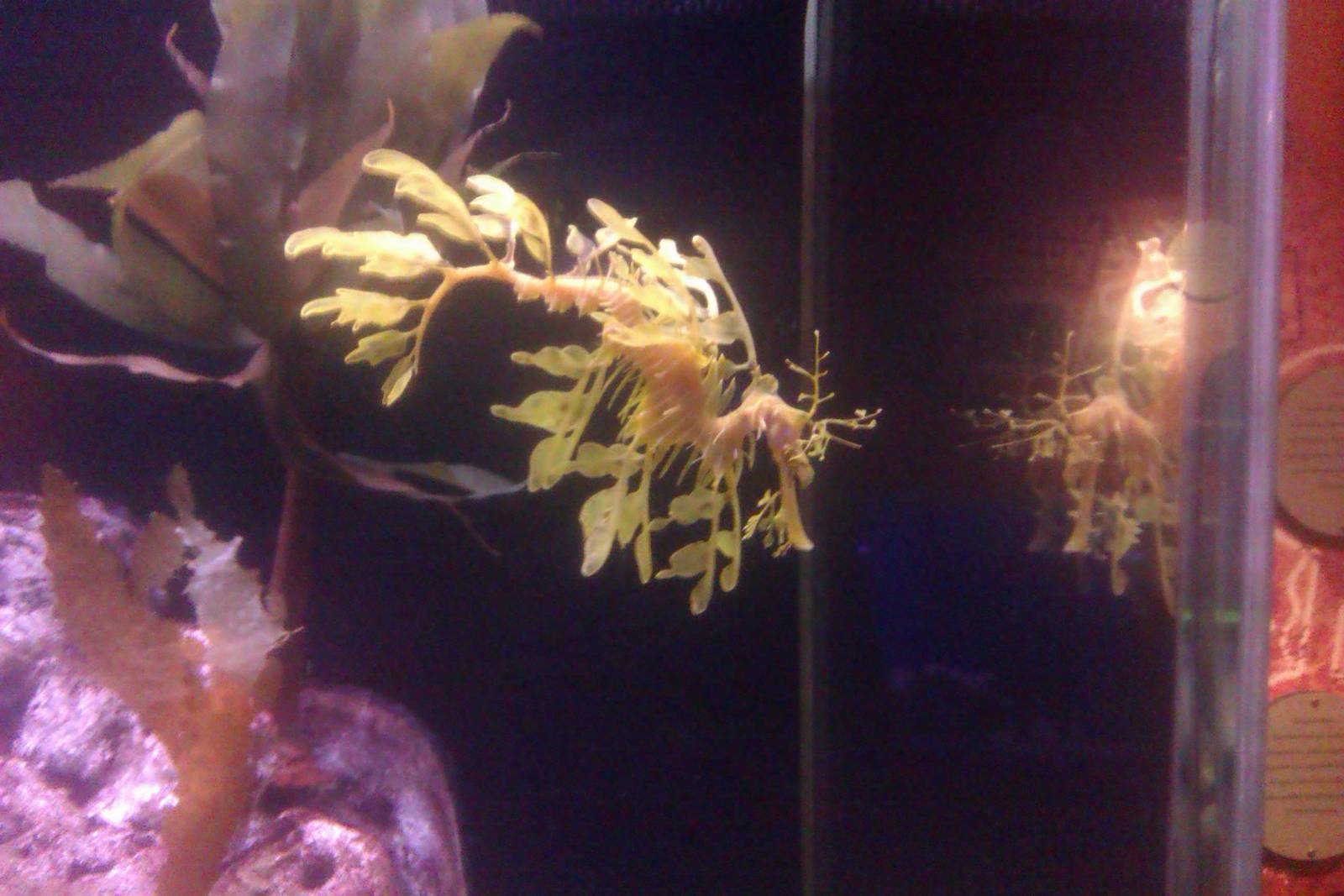Leafy Sea Dragon