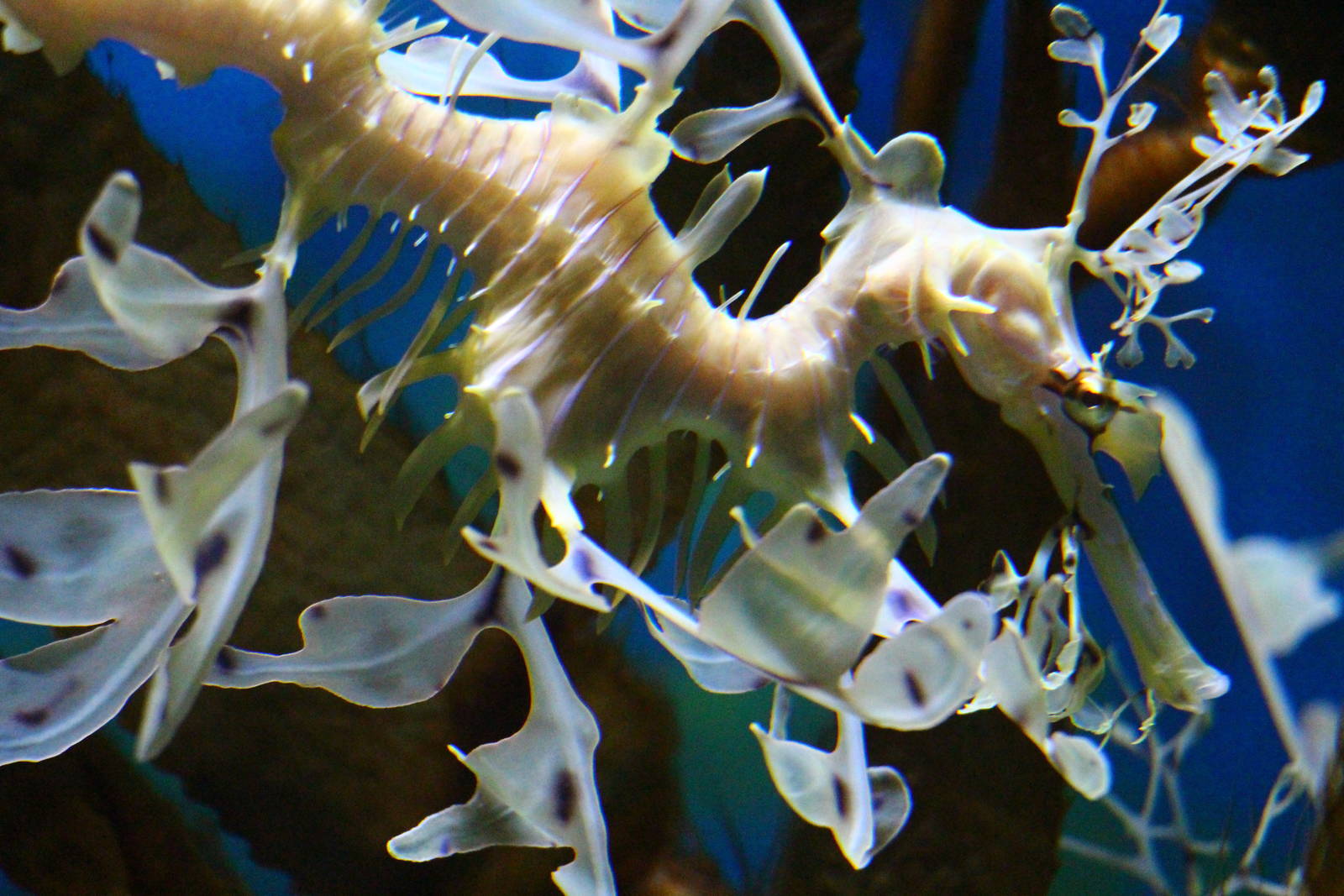 Leafy Sea Dragon