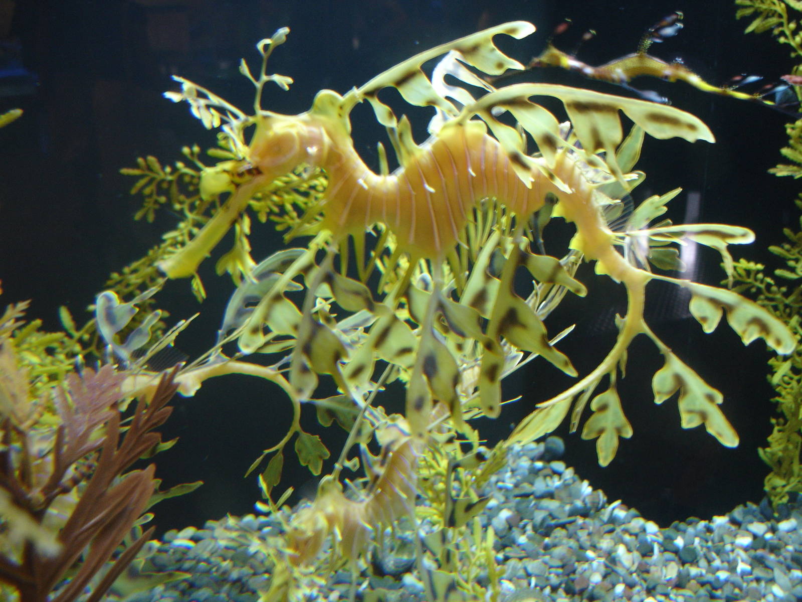 Leafy Sea Dragon