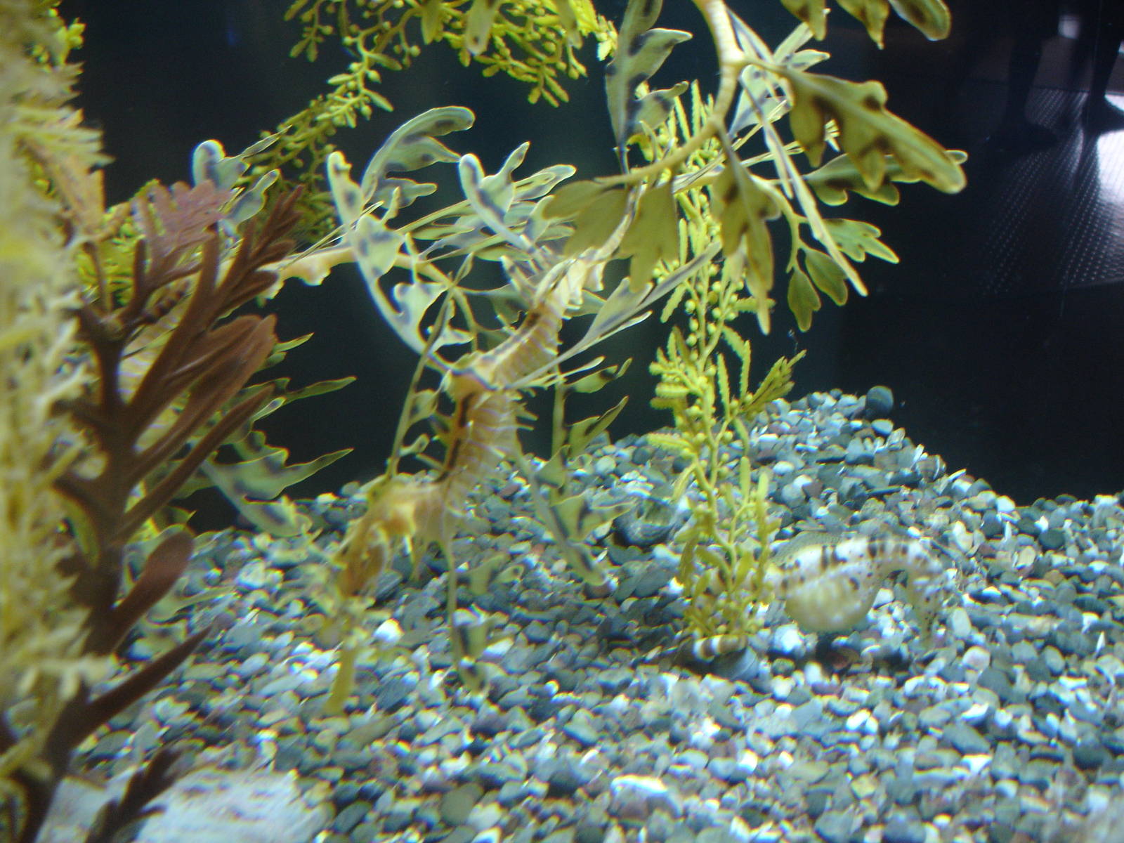 Leafy Sea Dragon