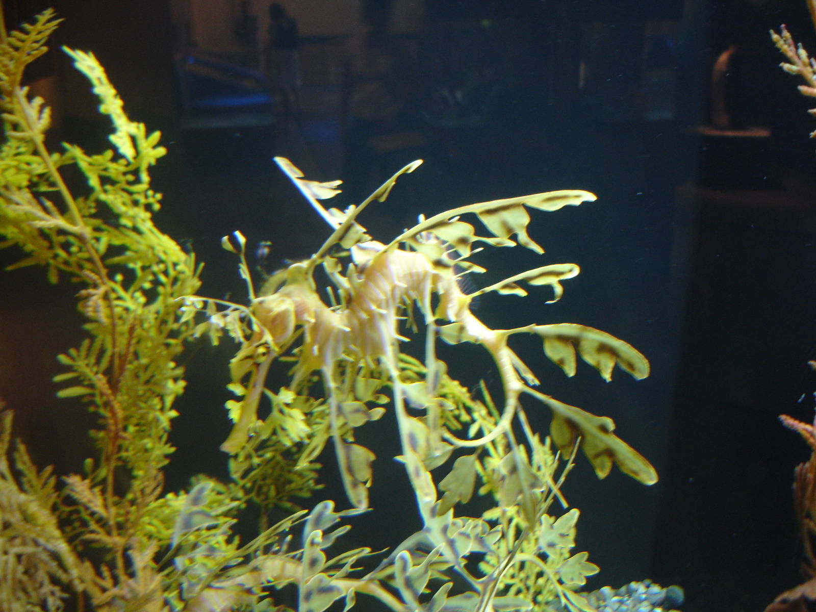 Leafy Sea Dragon