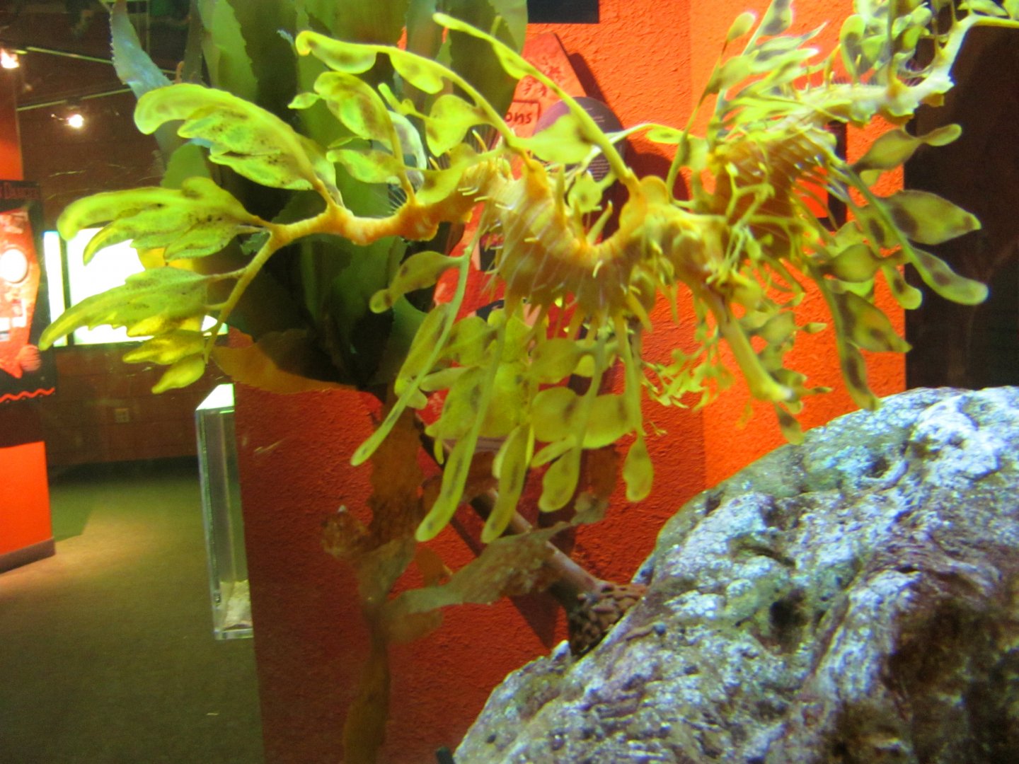 Leafy Sea Dragon