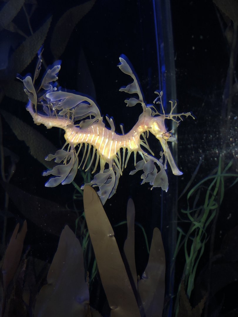Leafy Sea Dragon