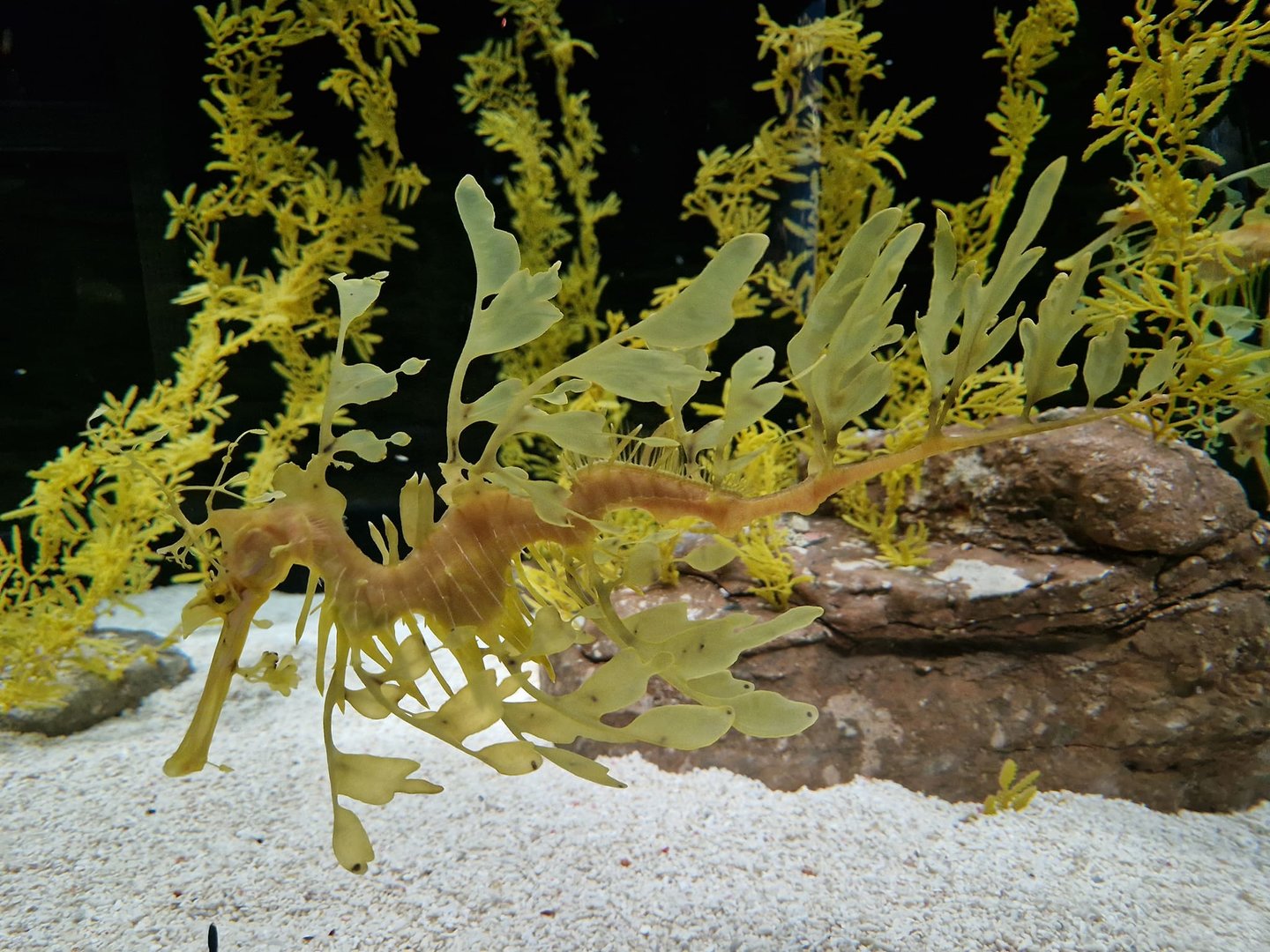 Leafy Sea Dragon