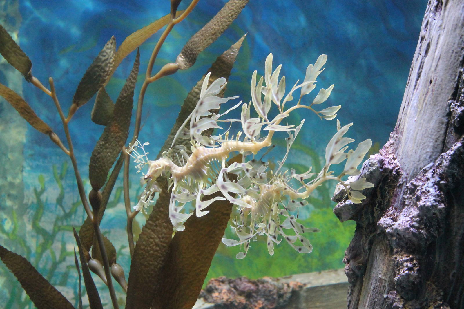 Leafy Sea-dragons (Phycodurus eques)