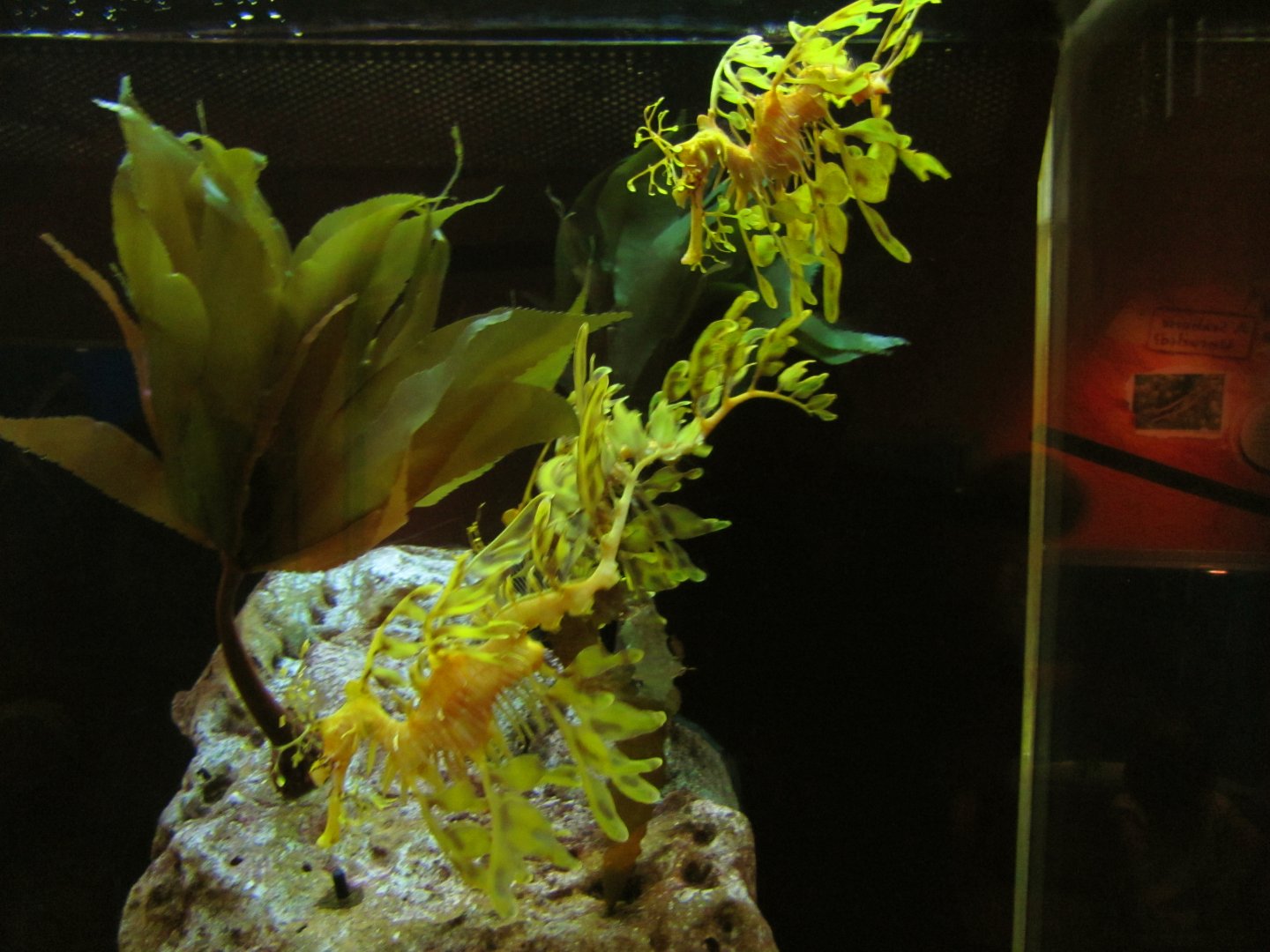 Leafy Sea Dragons