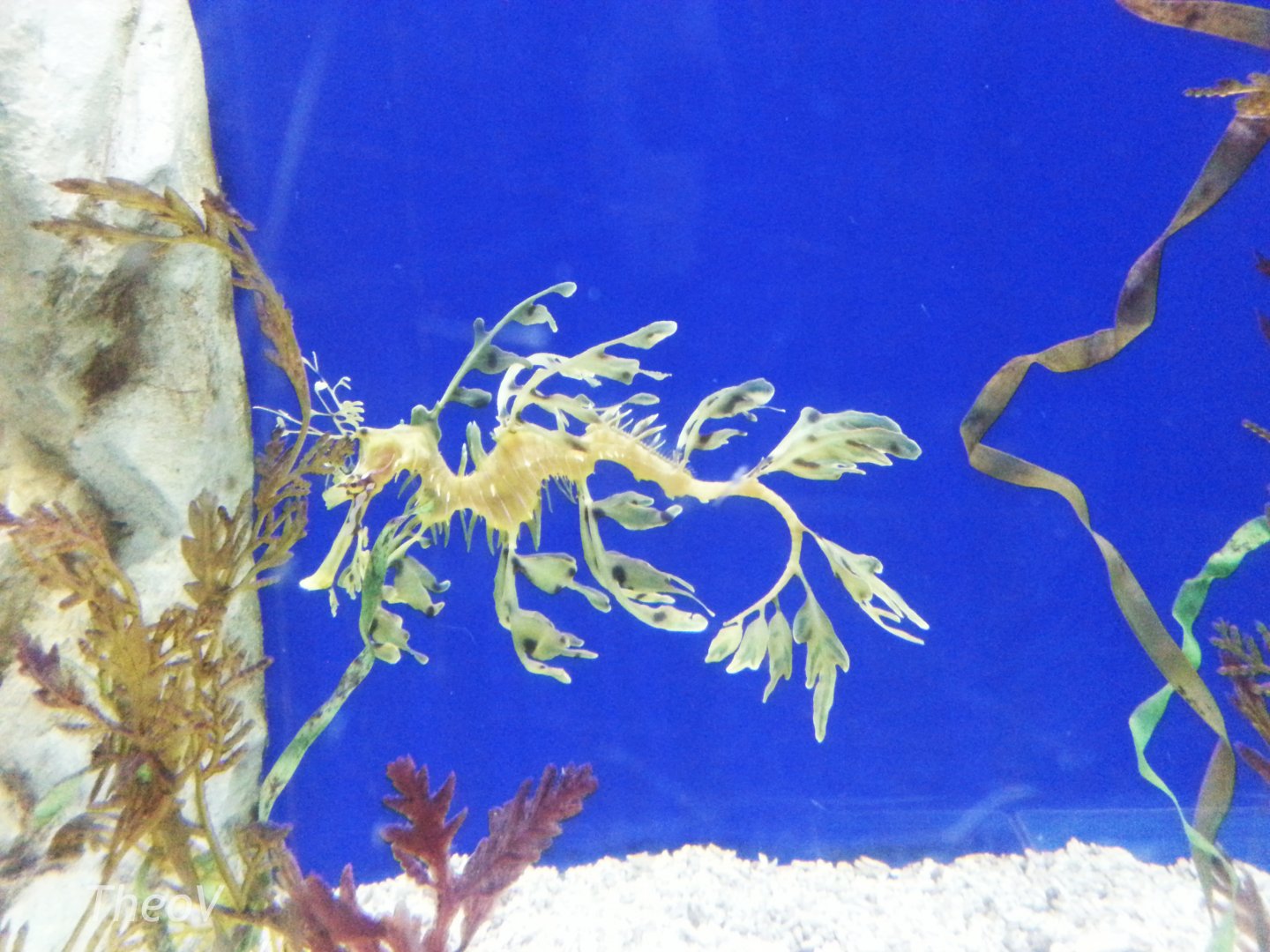 Leafy seadragon [2014]