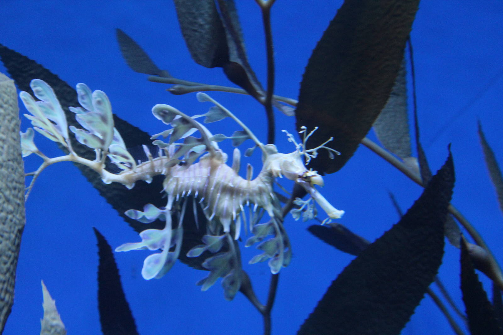 Leafy Seadragon - June 2016